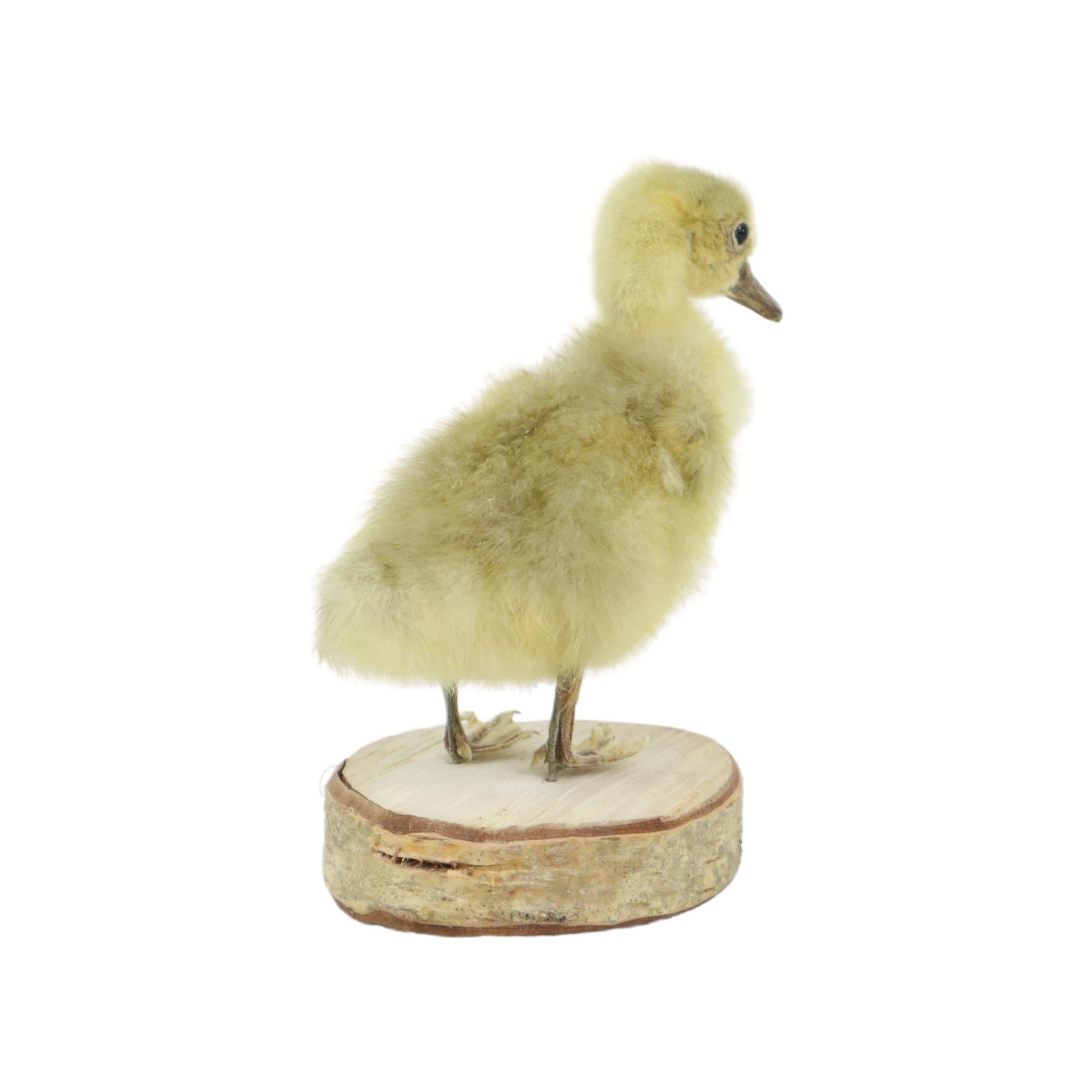 Bellissimo pulcino d'oca montato su betulla a corpo intero Uccello tassidermico 16 cm In condizioni buone in vendita a Poperinge, BE