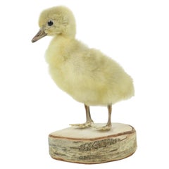 Schön montierter kleiner Gänseblümchen Chick auf Birke Full Body Taxidermy Vogel 16cm