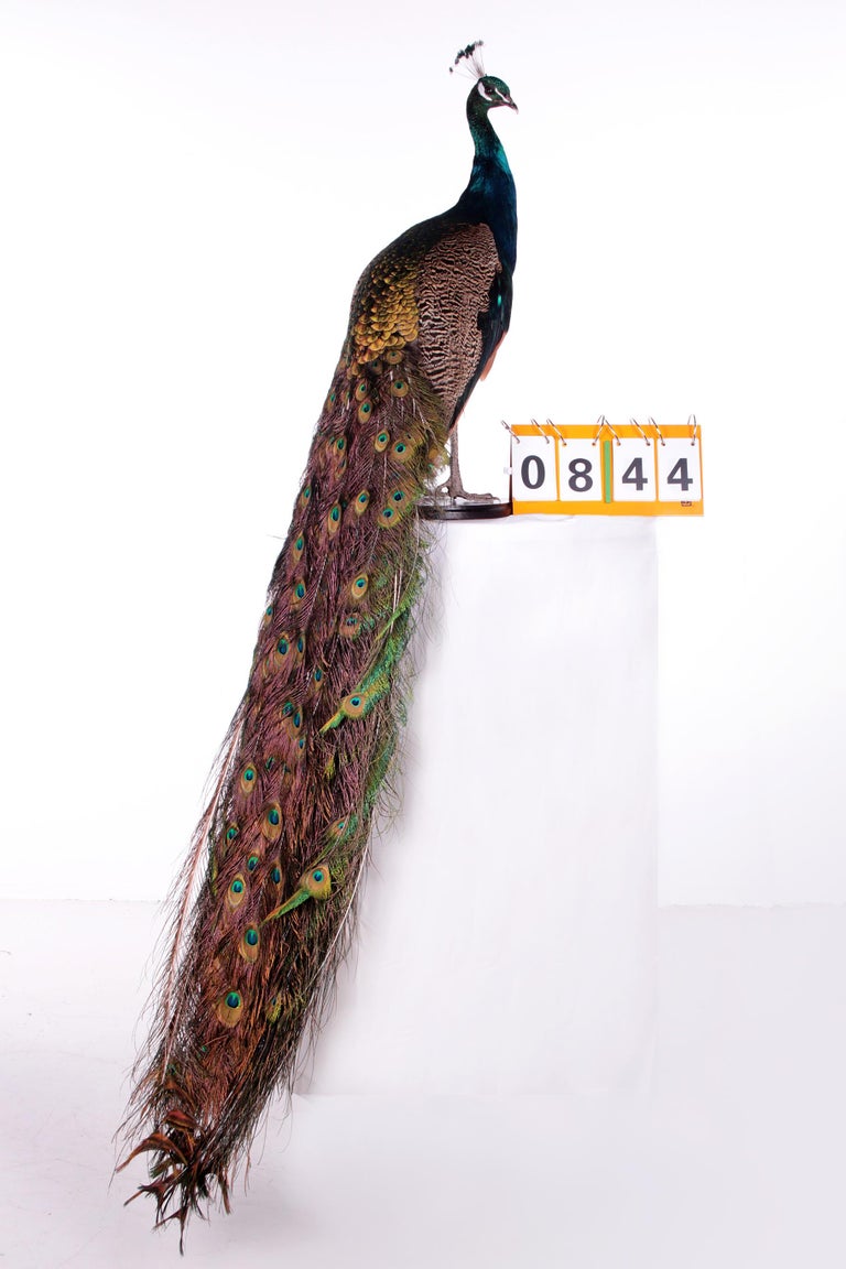 Stuffed peacock for sale top
