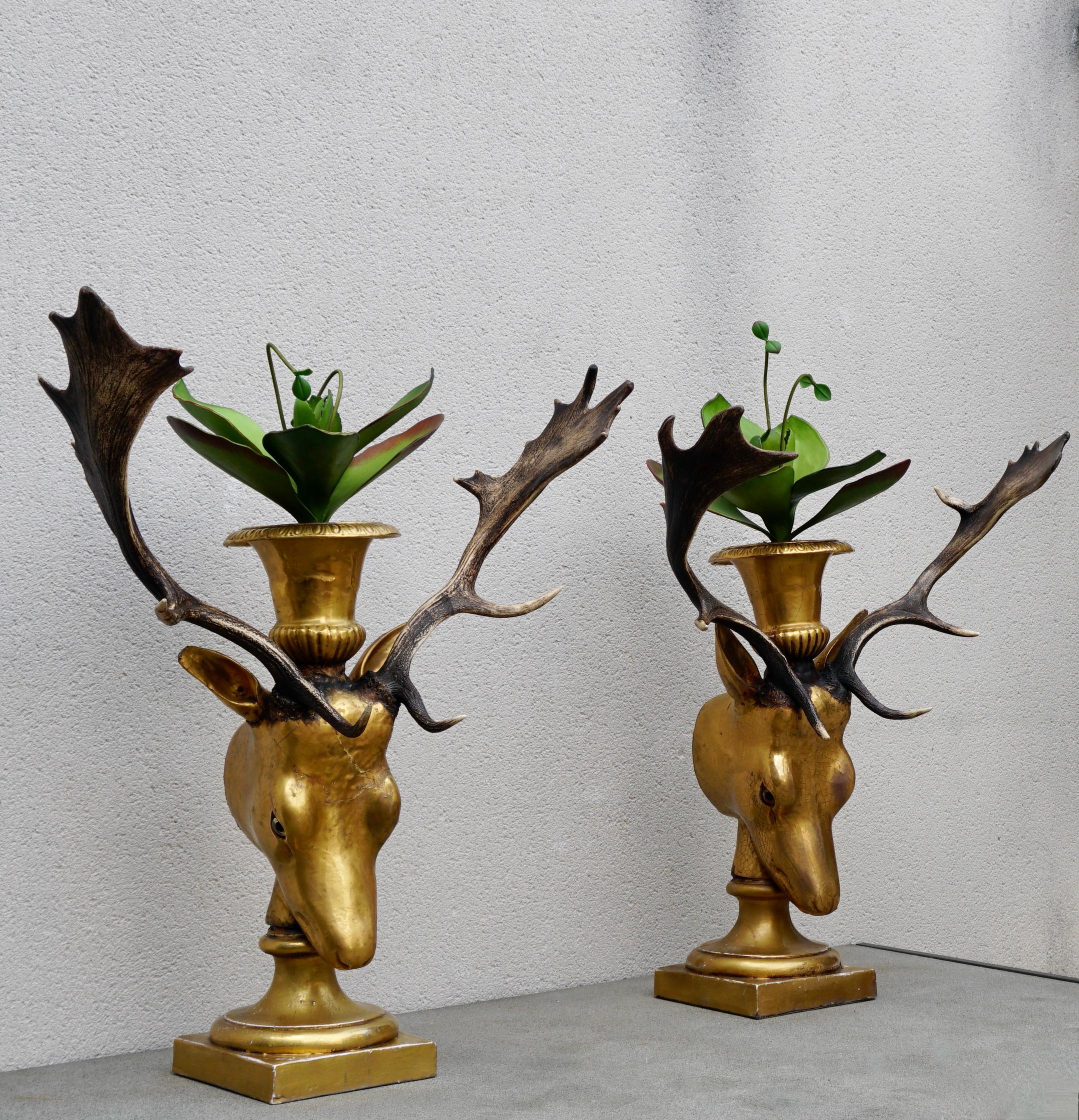 Bellissima coppia di teste di cervo dorate con corna e vasi da fiori - inizio XX secolo (Svizzera)

Una coppia speciale e decorativa di teste di cervo antiche dell'inizio del XX secolo, provenienti dalla Svizzera. Questi pezzi unici sono realizzati