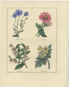 Beautiful Pair of Vintage Botanical Flower Prints, incl a Flame Tulip, 1828