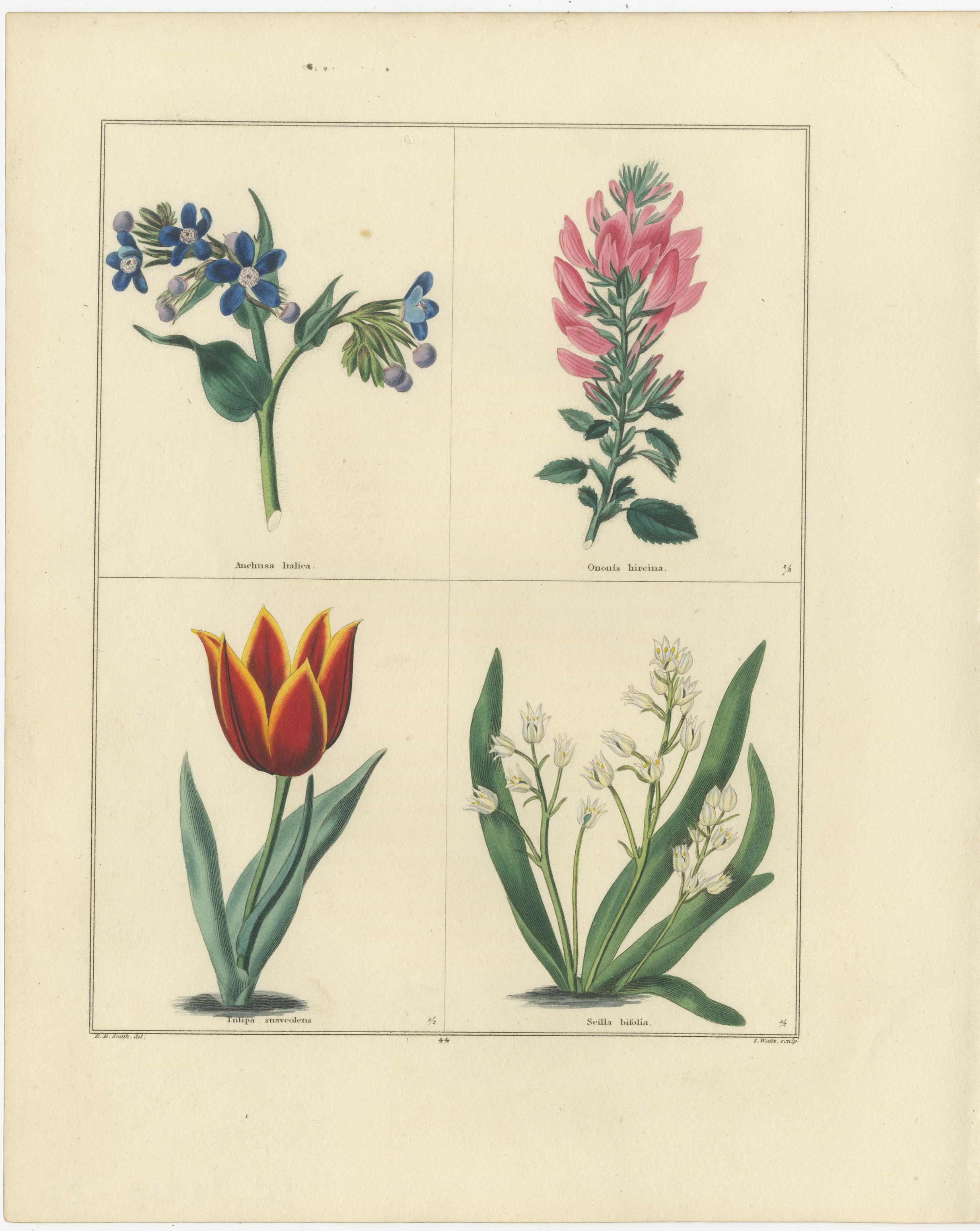 Britannico Bellissima coppia di stampe botaniche floreali d'epoca, tra cui un tulipano in fiamme, 1828 in vendita