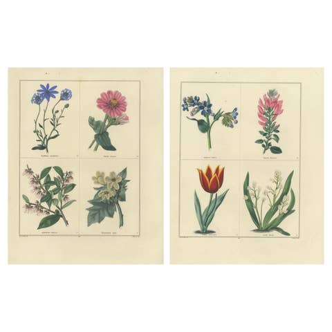 Beautiful Pair of Vintage Botanical Flower Prints, incl a Flame Tulip, 1828
