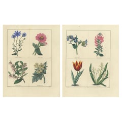 Beautiful Pair of Antique Botanical Flower Prints, incl a Flame Tulip, 1828