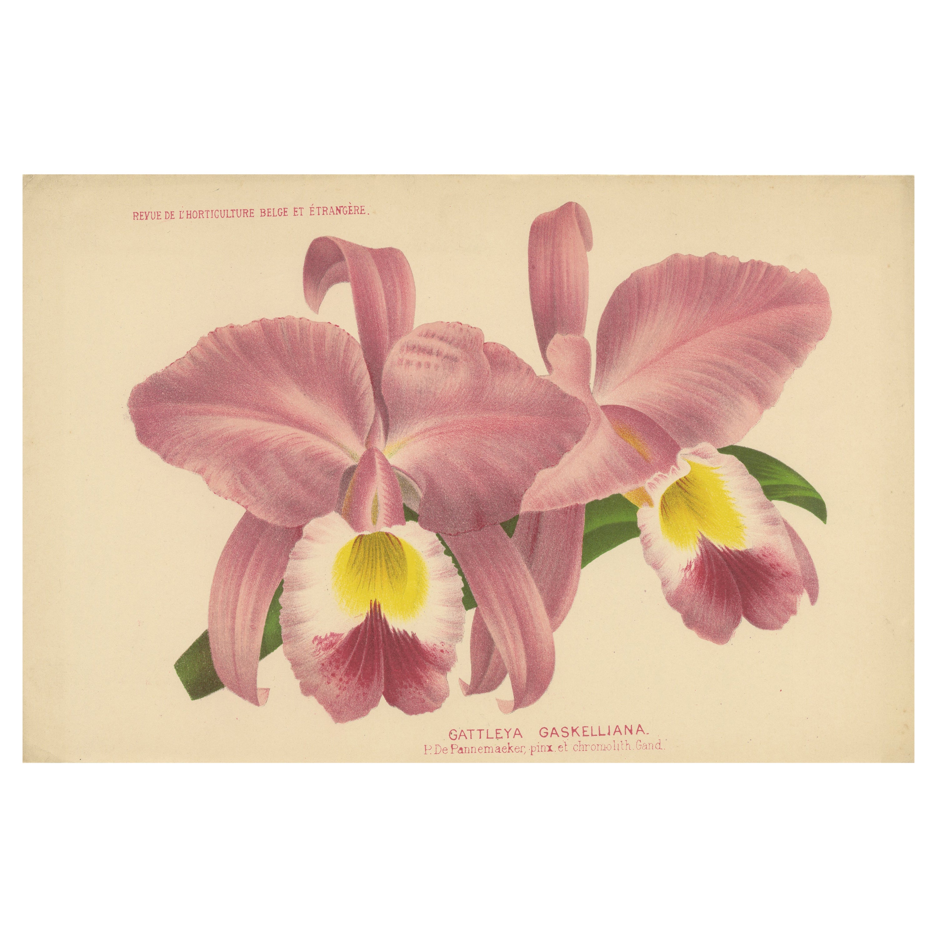 Schöner rosa und gelber farbiger Druck einer Orchidee von Gaskell, ca. 1880