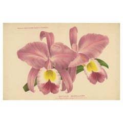 Schöner rosa und gelber farbiger Druck einer Orchidee von Gaskell, ca. 1880