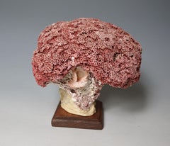 Beautiful Rare Old Deep Sea Red Bloom Coral Specimen