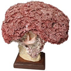 Beautiful Rare Old Deep Sea Red Bloom Coral Specimen