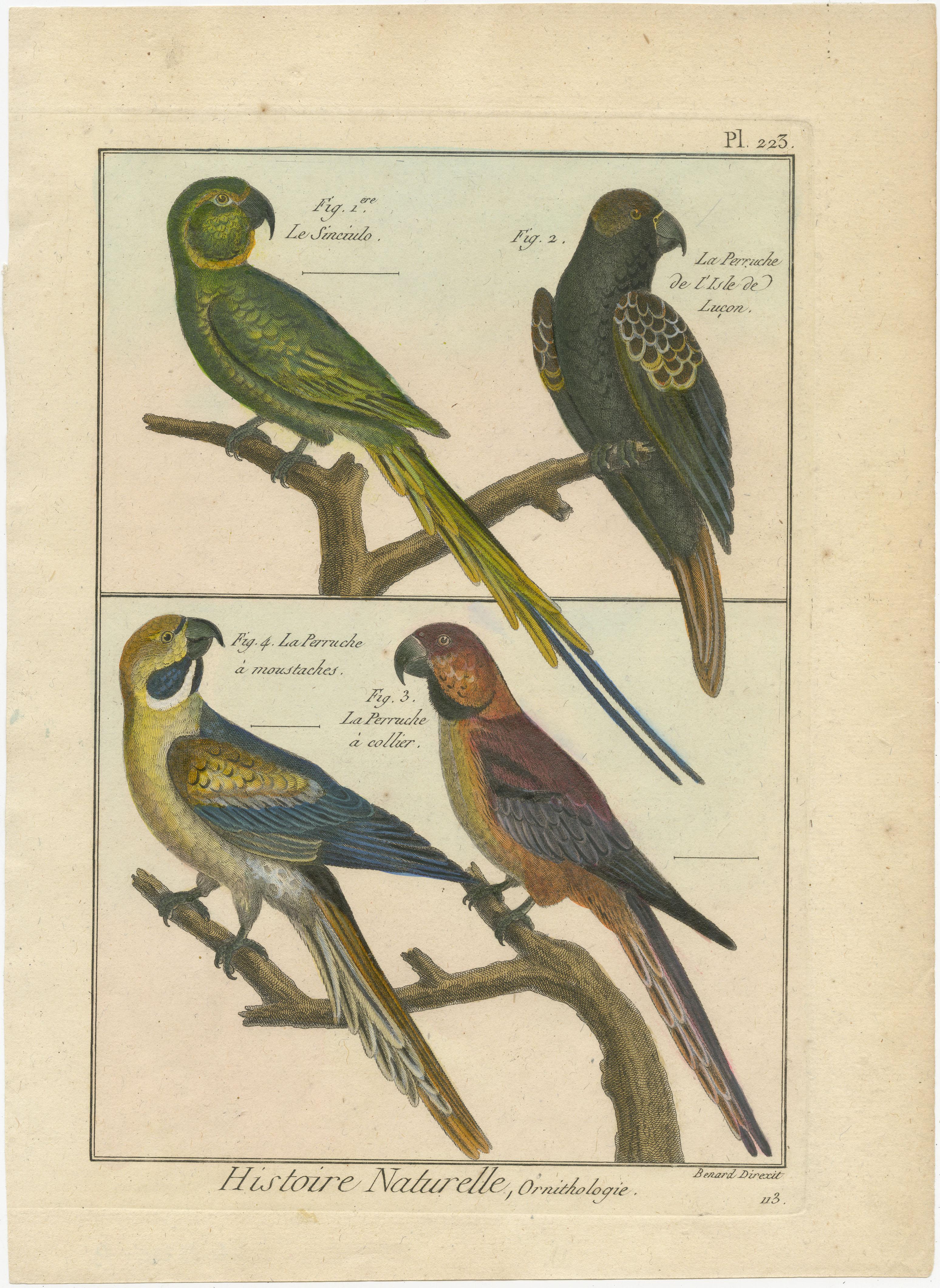 An authentic, perfect and bright, originally hand-colored, illustration of 4 birds: Le Sinciulo [French], and 3 Parakeets. These are La Perruche de L'Isle de Lucon, La Perruche a Moustaches and La Perruche a Collier. Drawn on parchment paper (copper