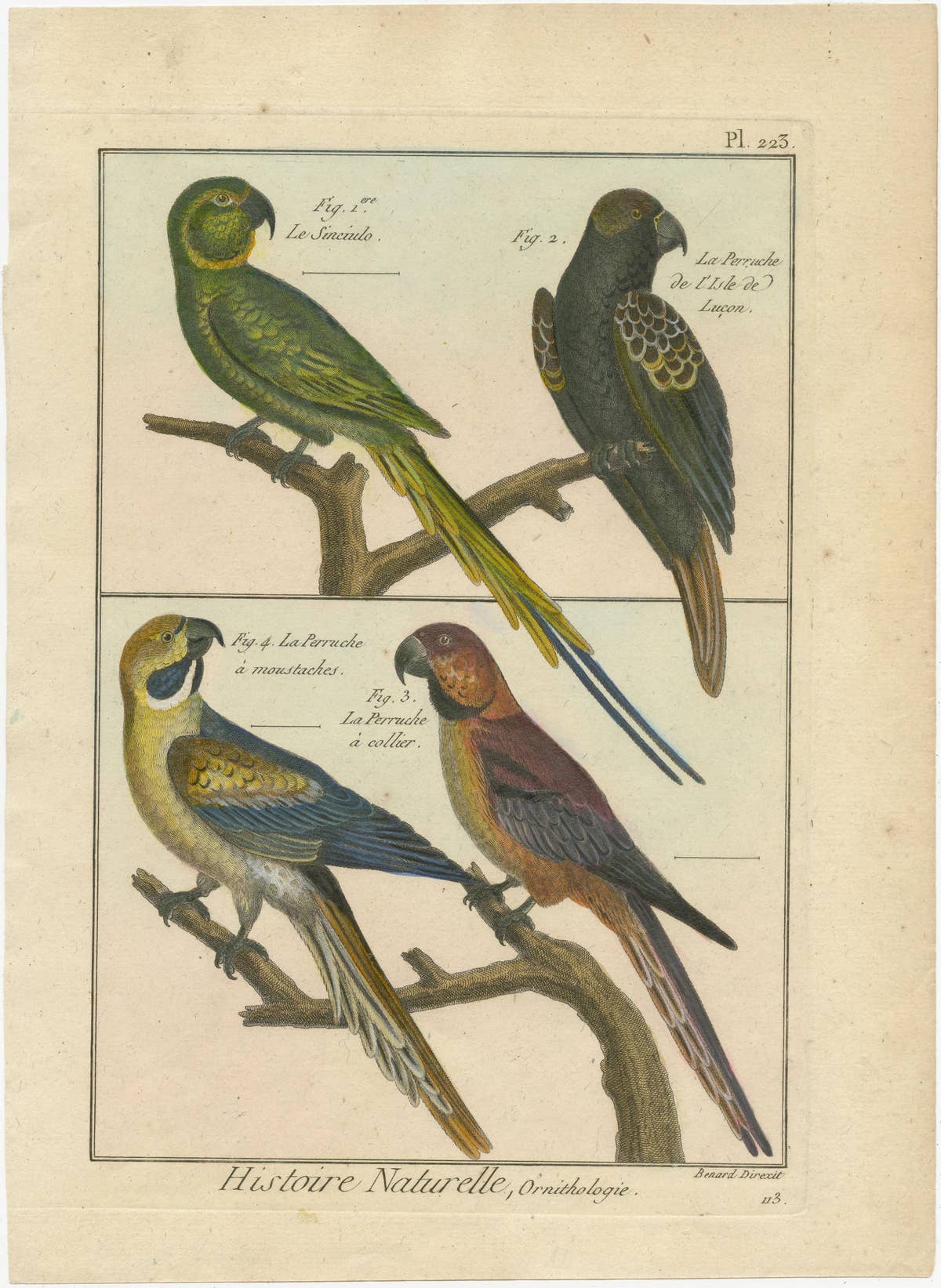 Beautiful, Richly Colored, Copper Engraving of Parakeets '1792'