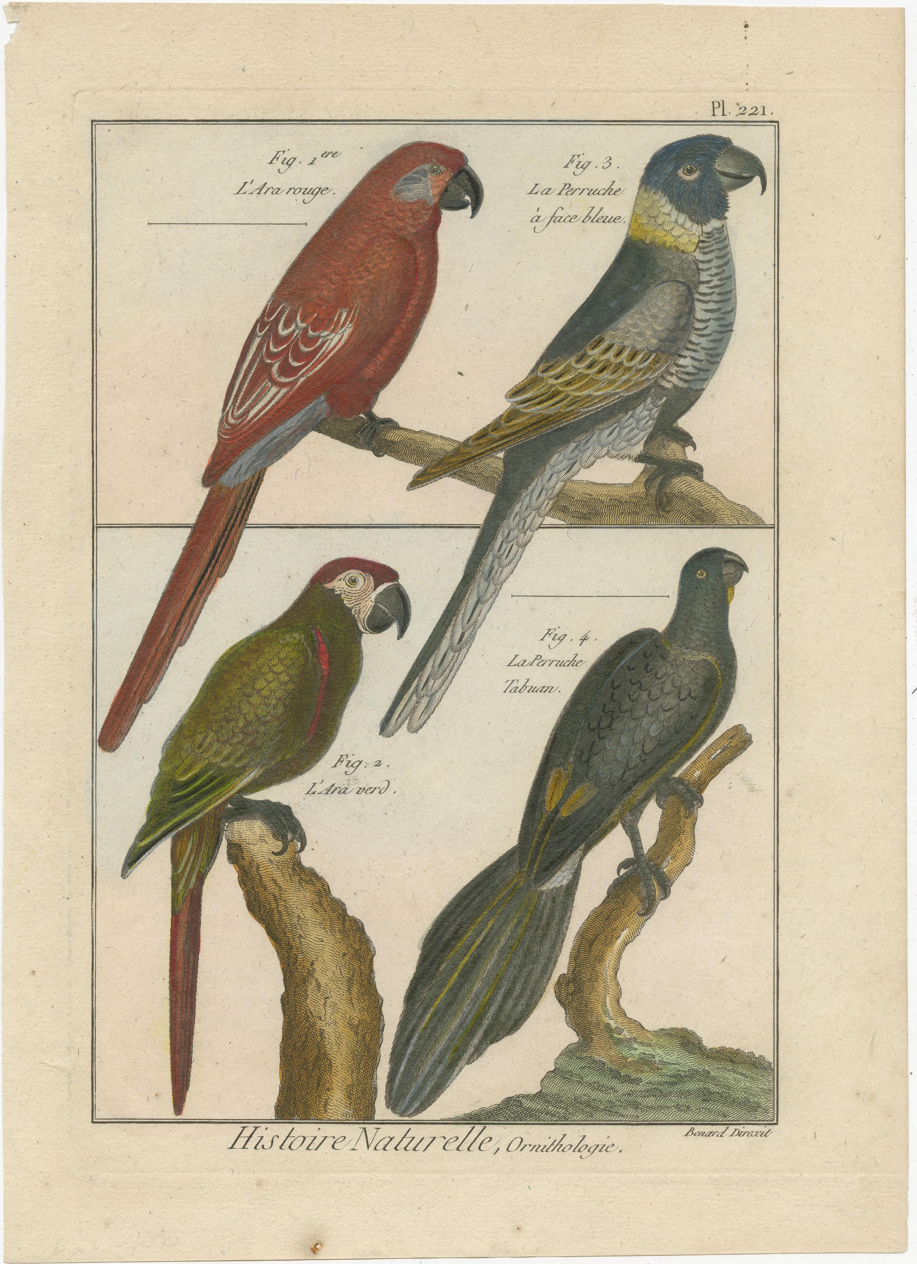 An authentic, perfect and bright, originally hand-colored, illustration of 2 Parrots and 2 Parakeets: L' Ara Rouge, La Perruche a face bleue, L' Ara Verd and La Perruche Tabuan. Drawn on parchment paper (copper engraving). It has a fine shining