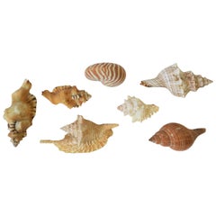 Beautiful Seashells