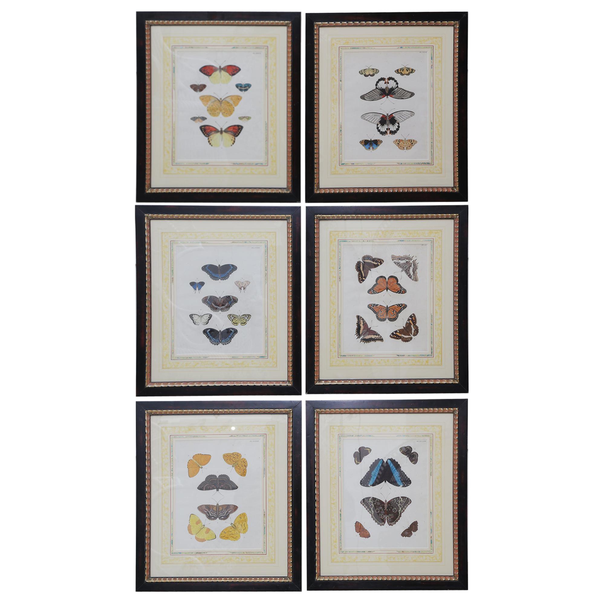 Beautiful Set of Six French 19th Century Framed Hand Color Engraved Butterfly
