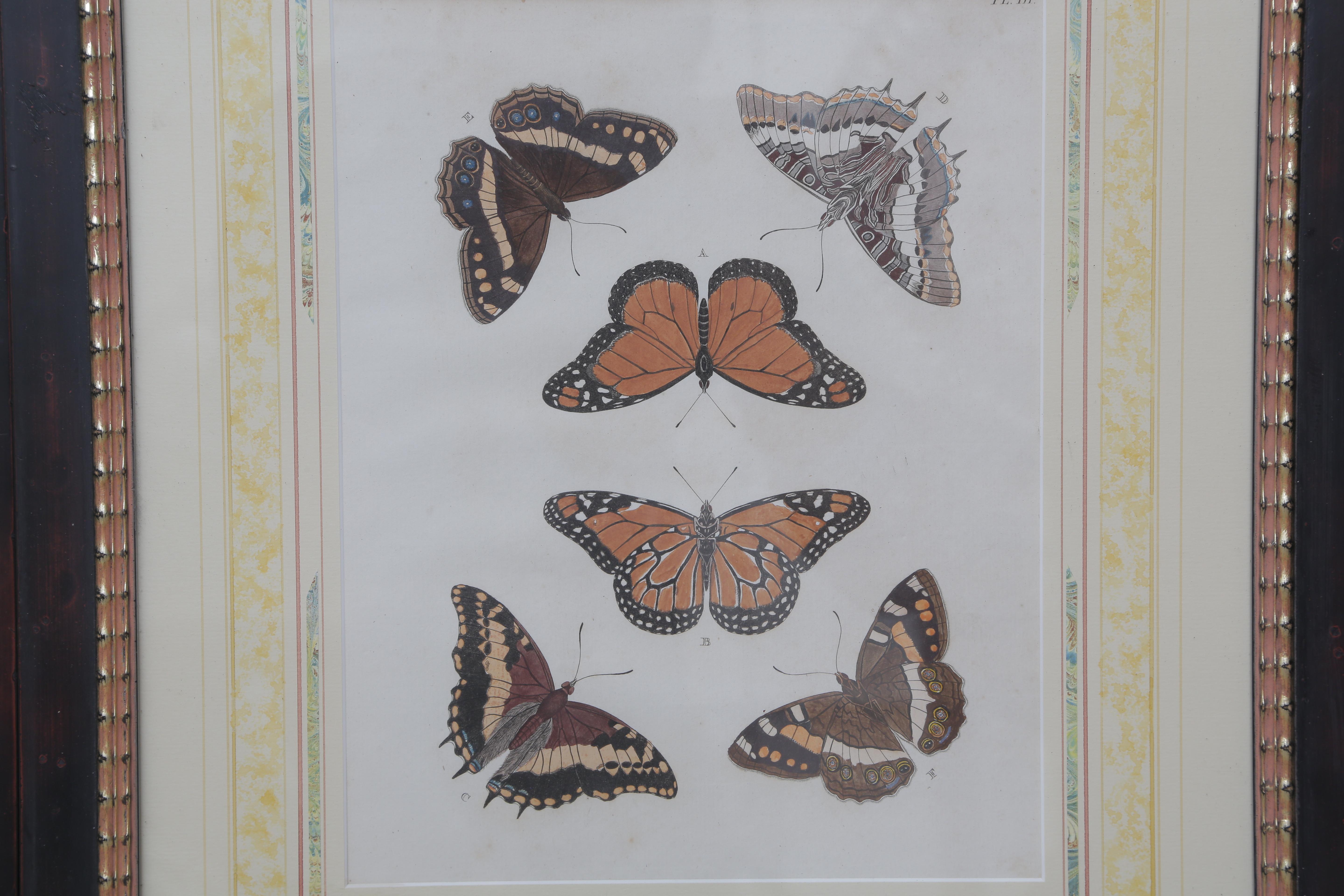 Beautiful set of six 19th century hand color engravings butterfly with frame and numbers.