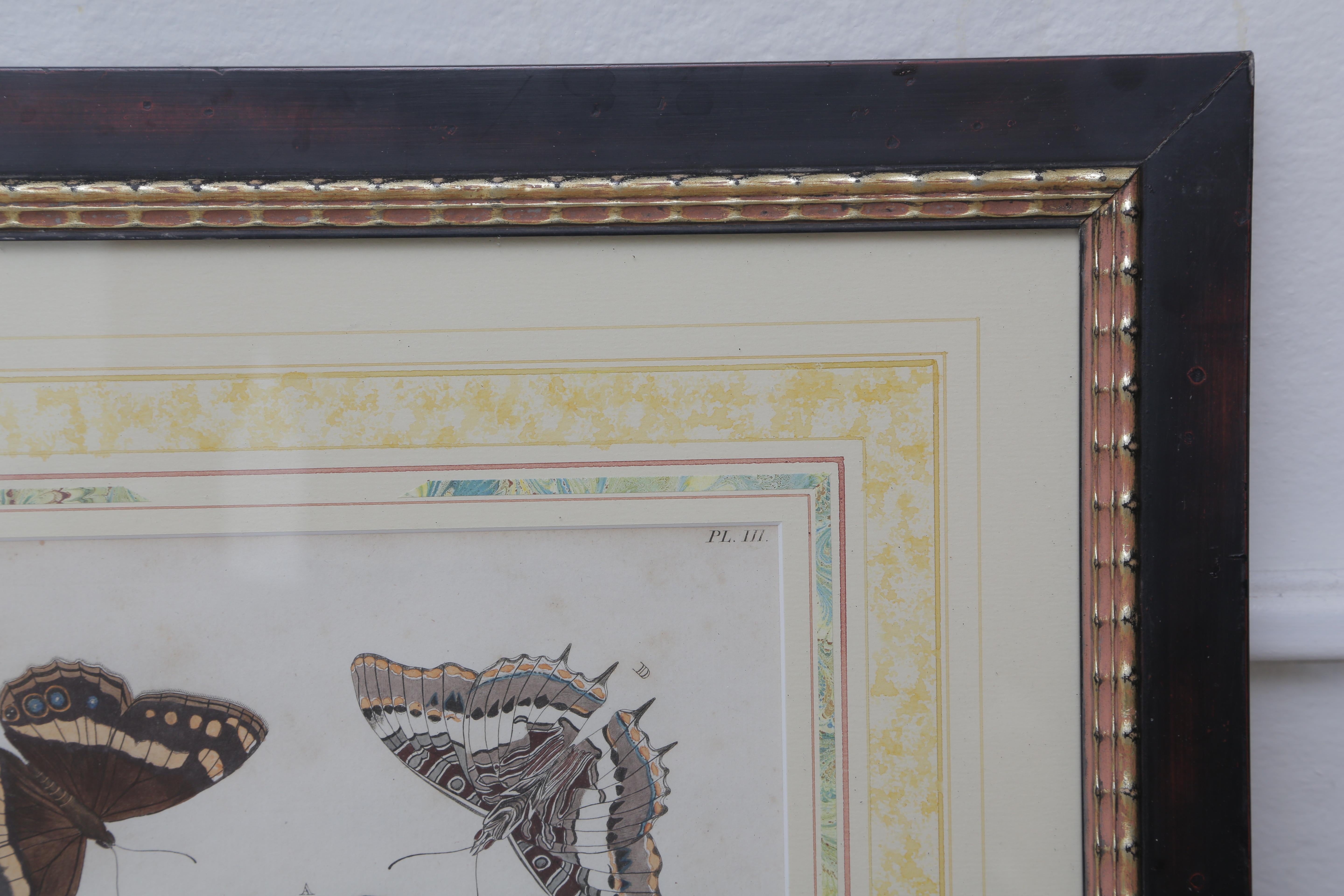 Paint Beautiful Set of Six French 19th Century Framed Hand Color Engraved Butterfly