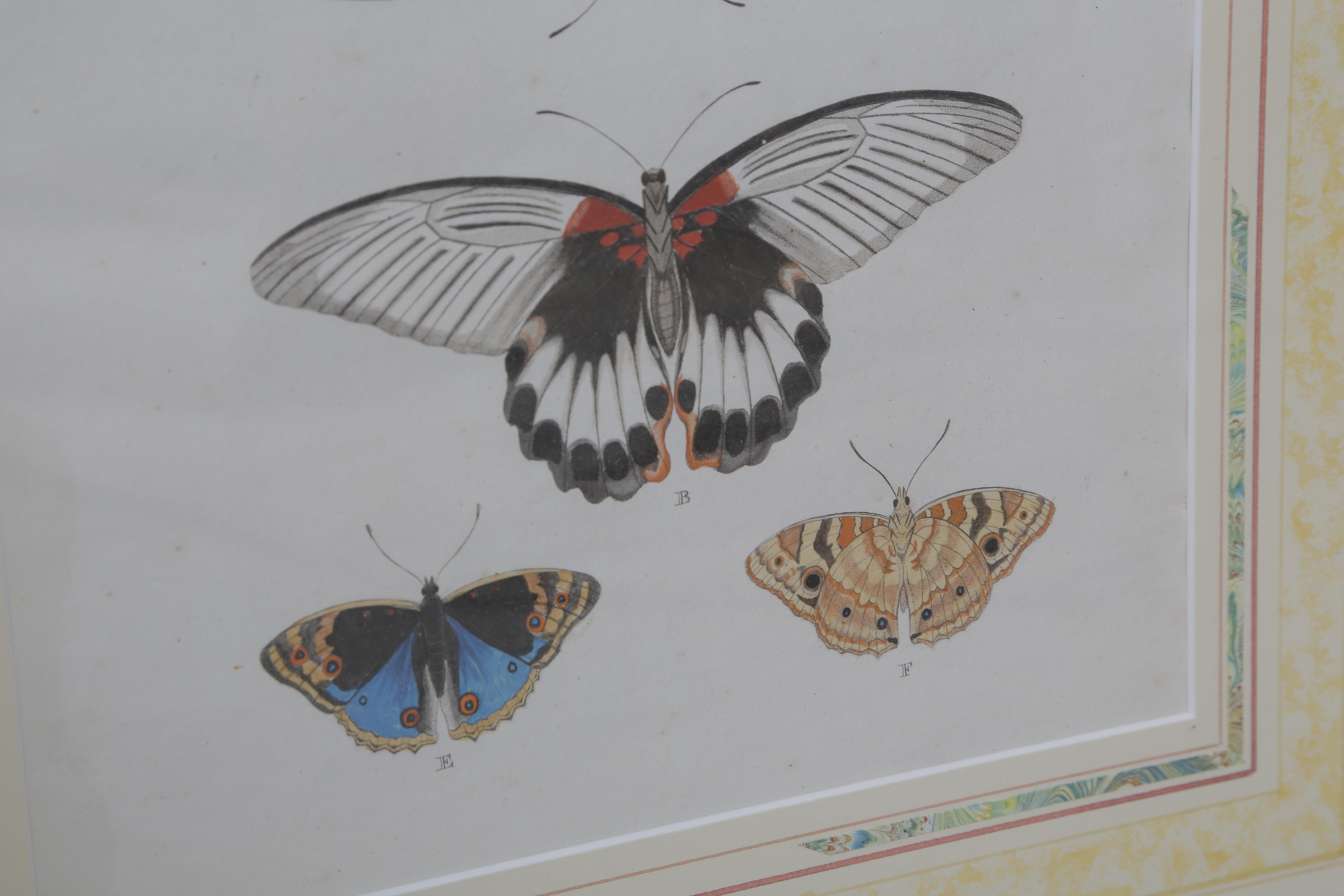 Beautiful Set of Six French 19th Century Framed Hand Color Engraved Butterfly 2