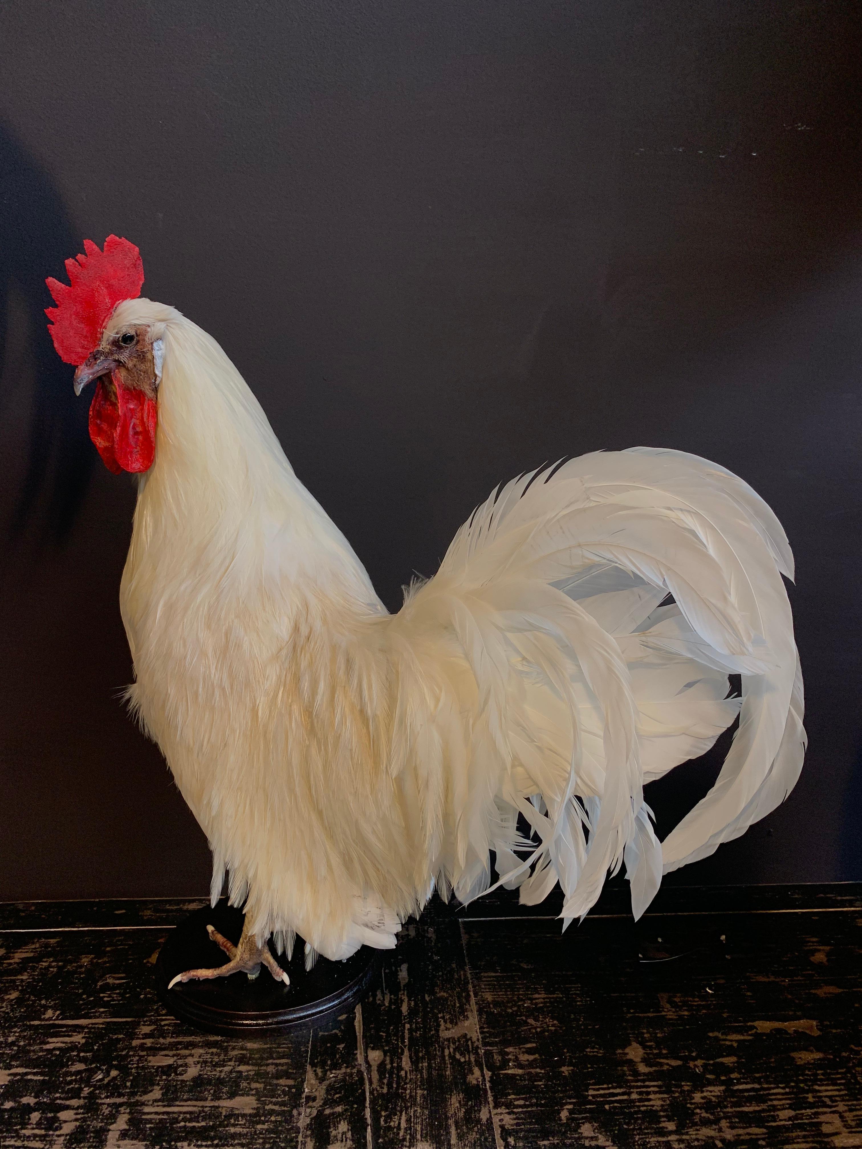 Beautiful Stylish Taxidermy White Rooster 4