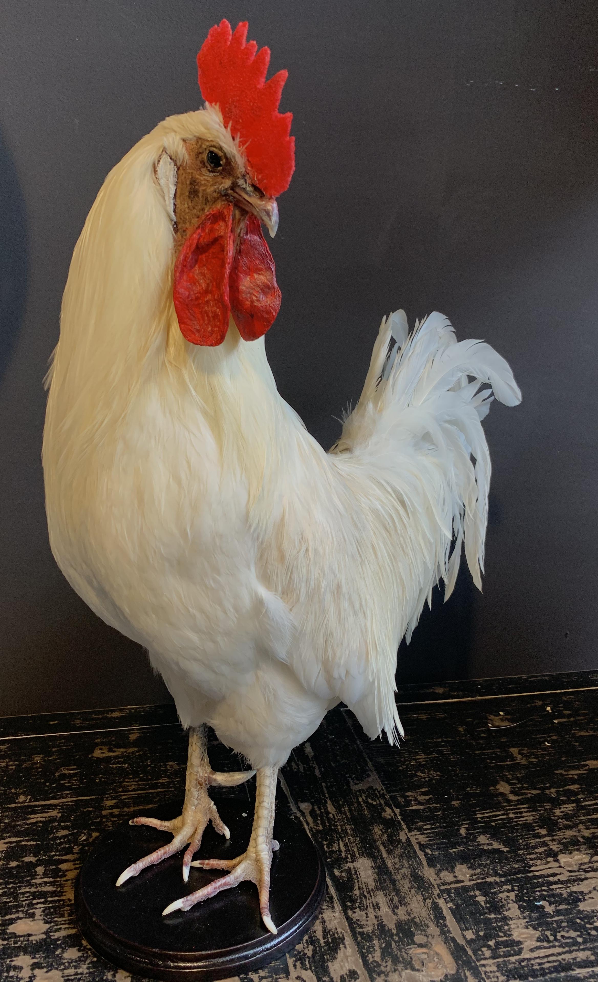 Beautiful Stylish Taxidermy White Rooster 5
