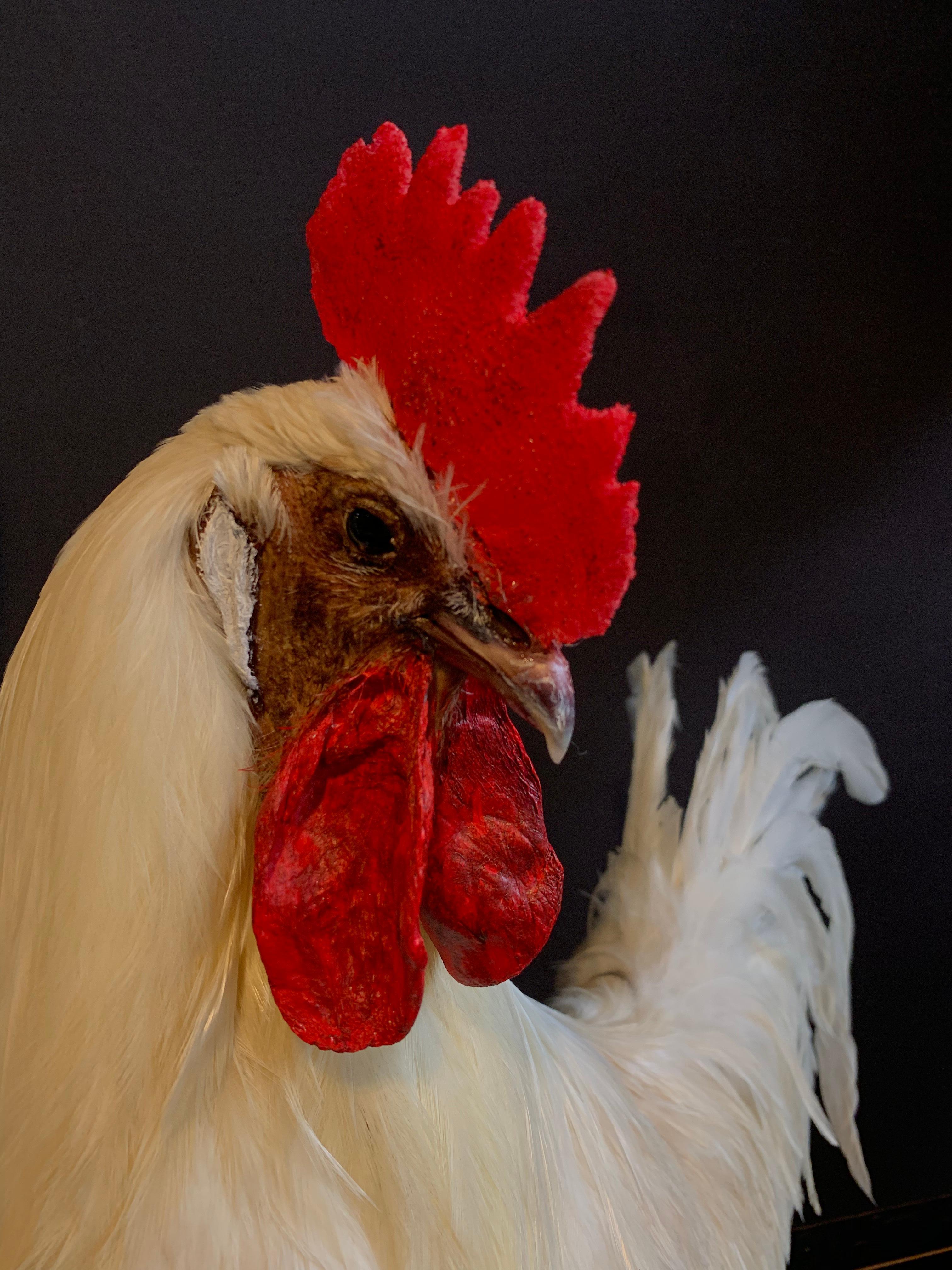 Beautiful Stylish Taxidermy White Rooster 6