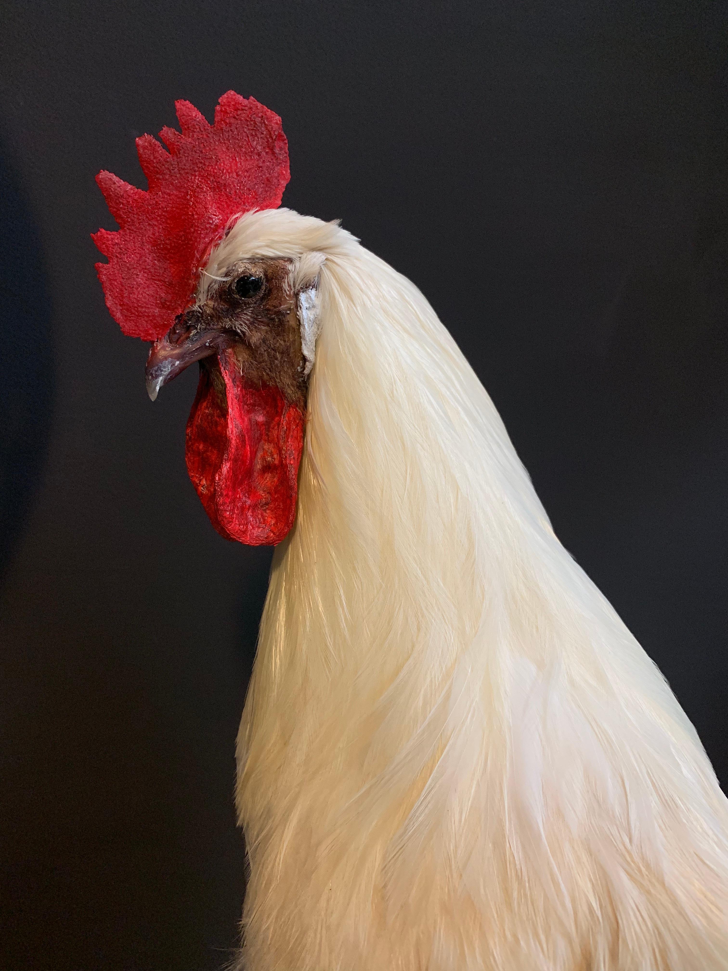Beautiful stylish taxidermy white rooster.

    