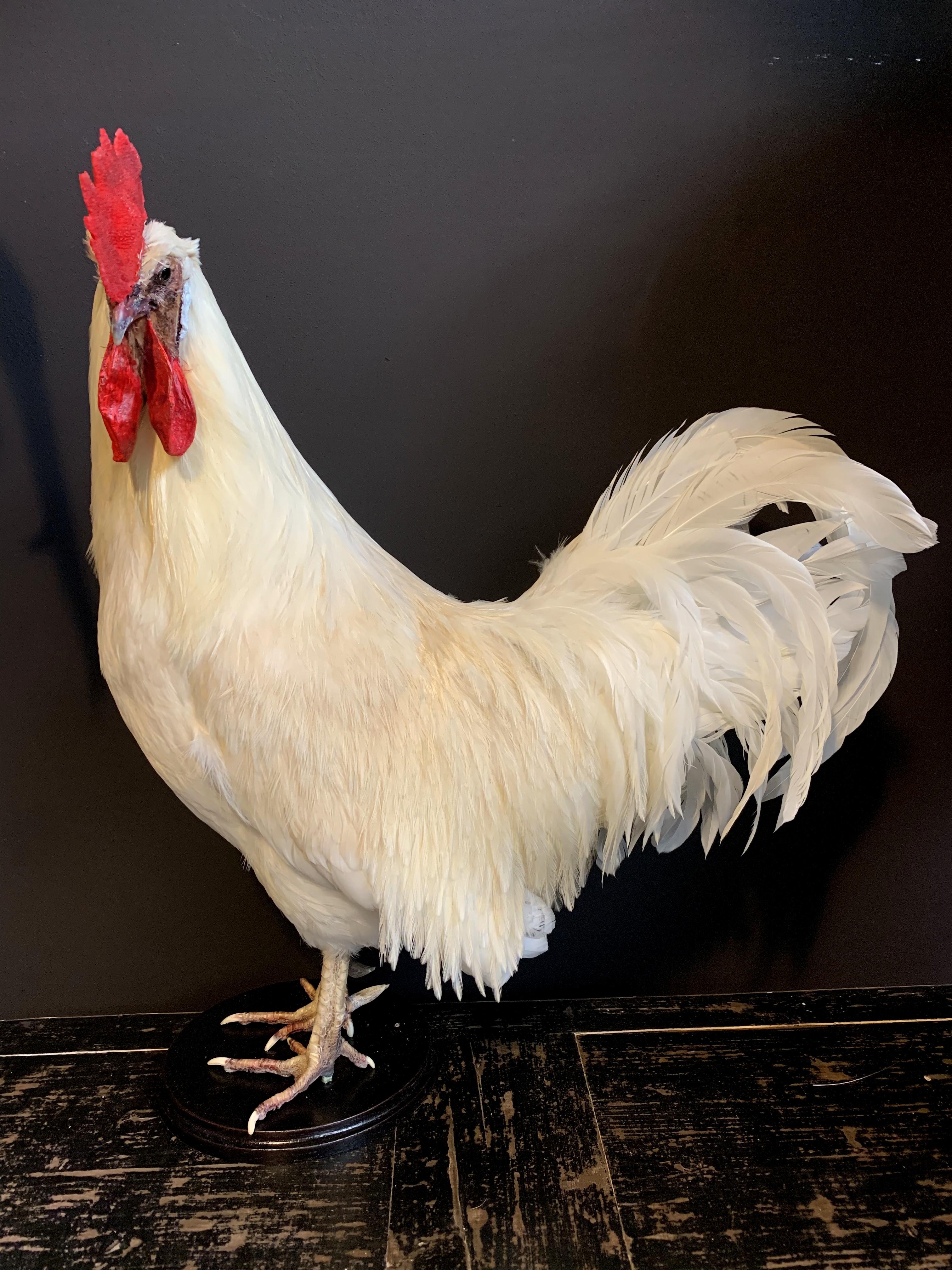 Dutch Beautiful Stylish Taxidermy White Rooster