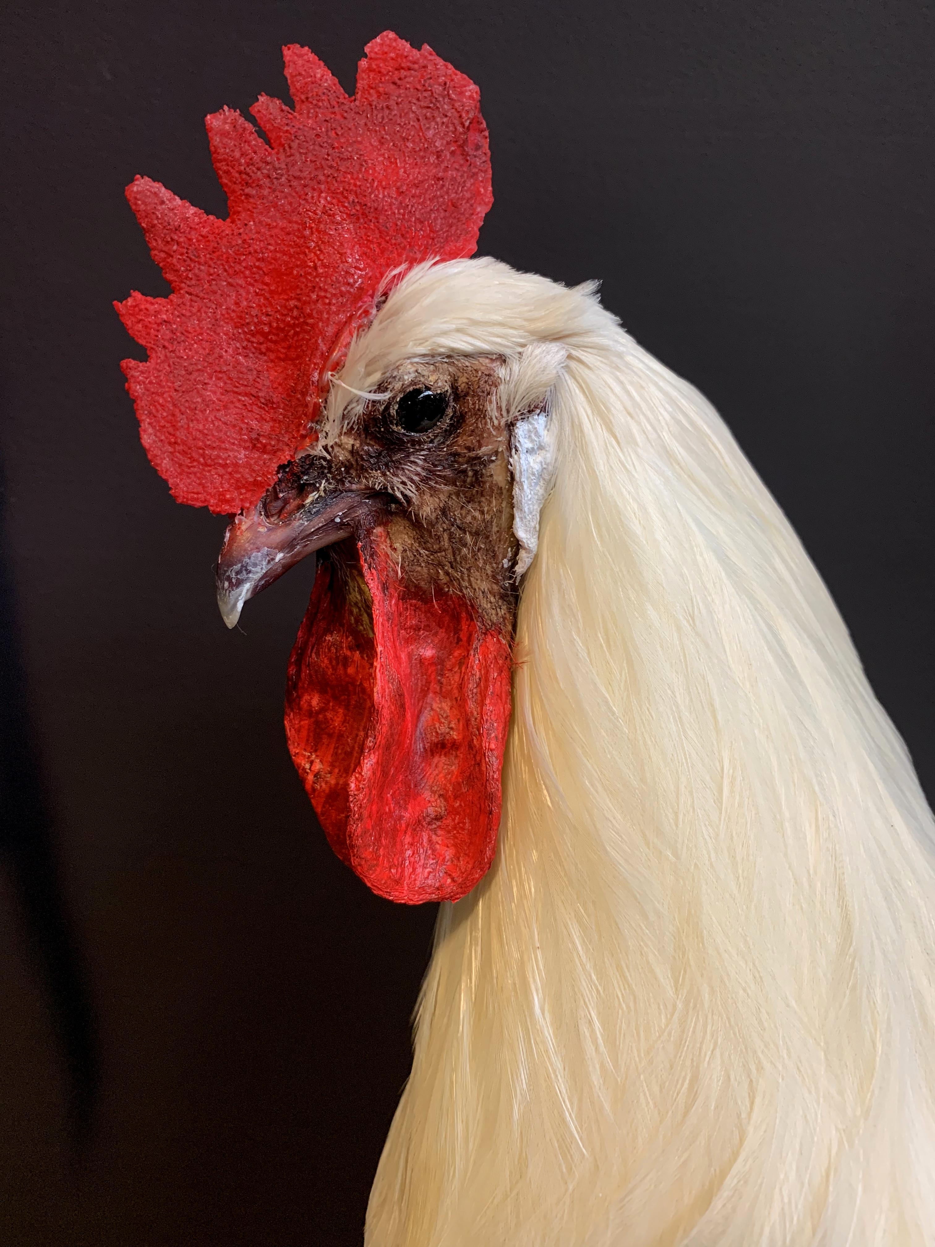 Beautiful Stylish Taxidermy White Rooster In Excellent Condition In Eindhoven, NL