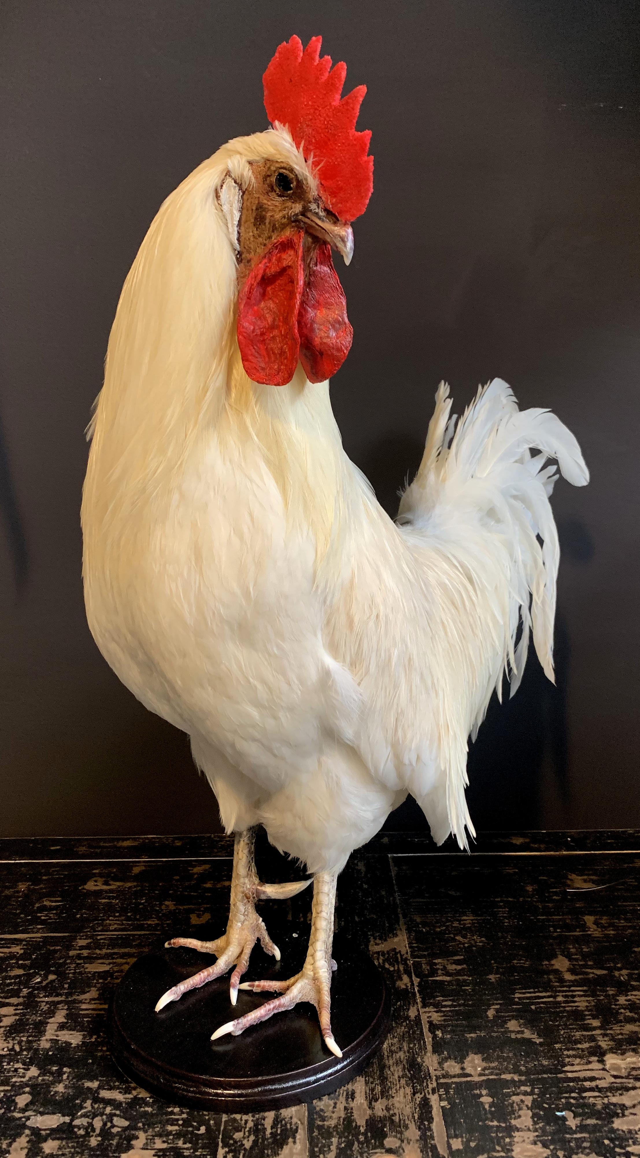 Contemporary Beautiful Stylish Taxidermy White Rooster