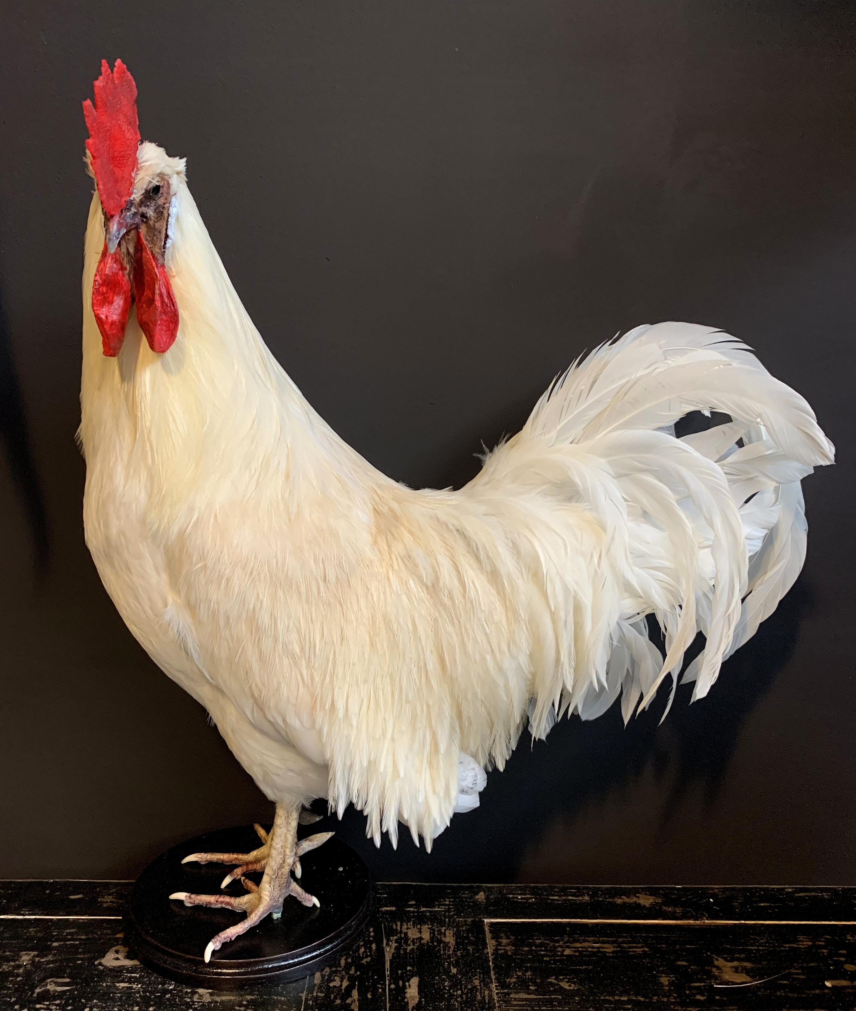 Beautiful Stylish Taxidermy White Rooster 1