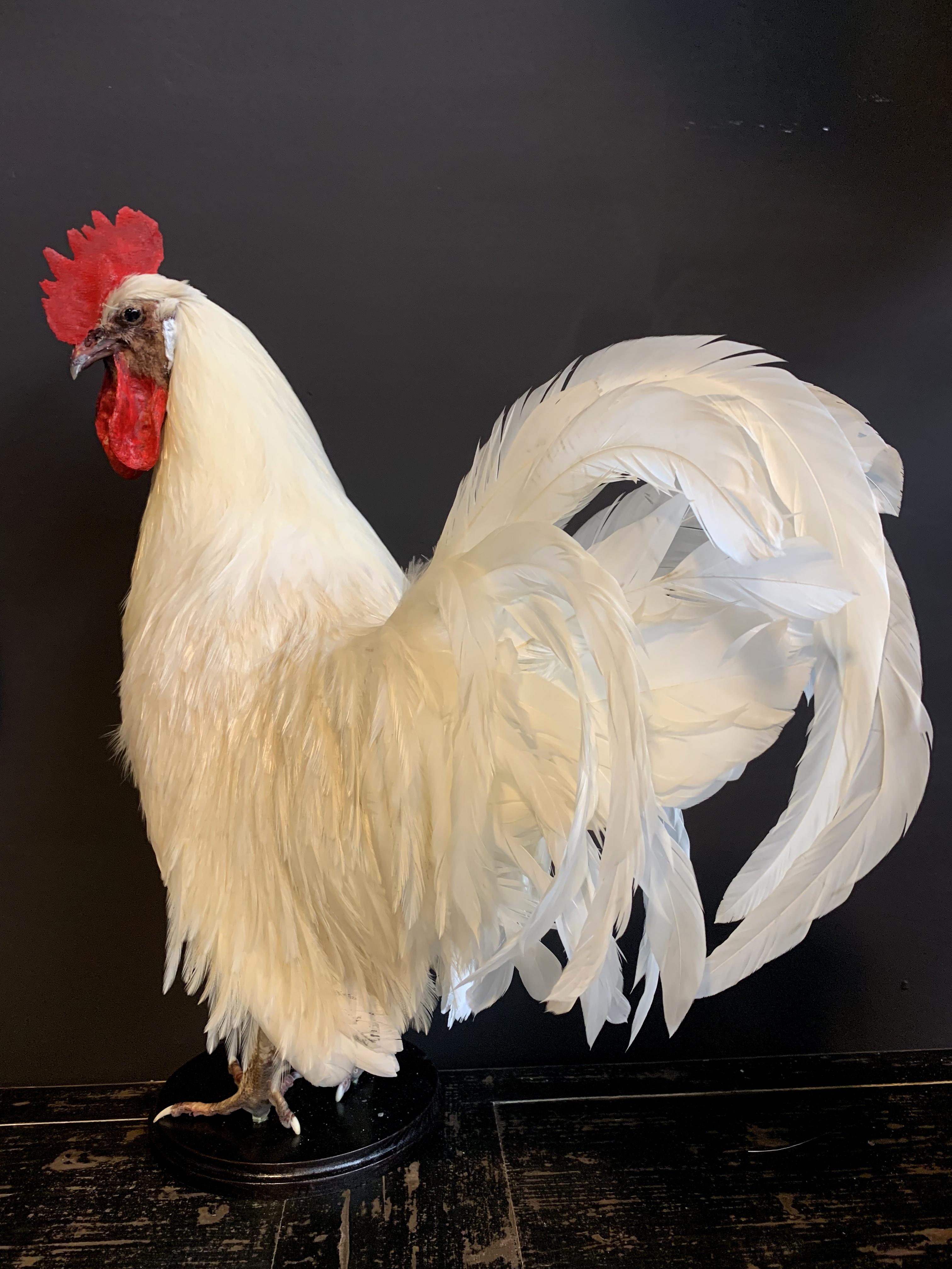 Beautiful Stylish Taxidermy White Rooster 2