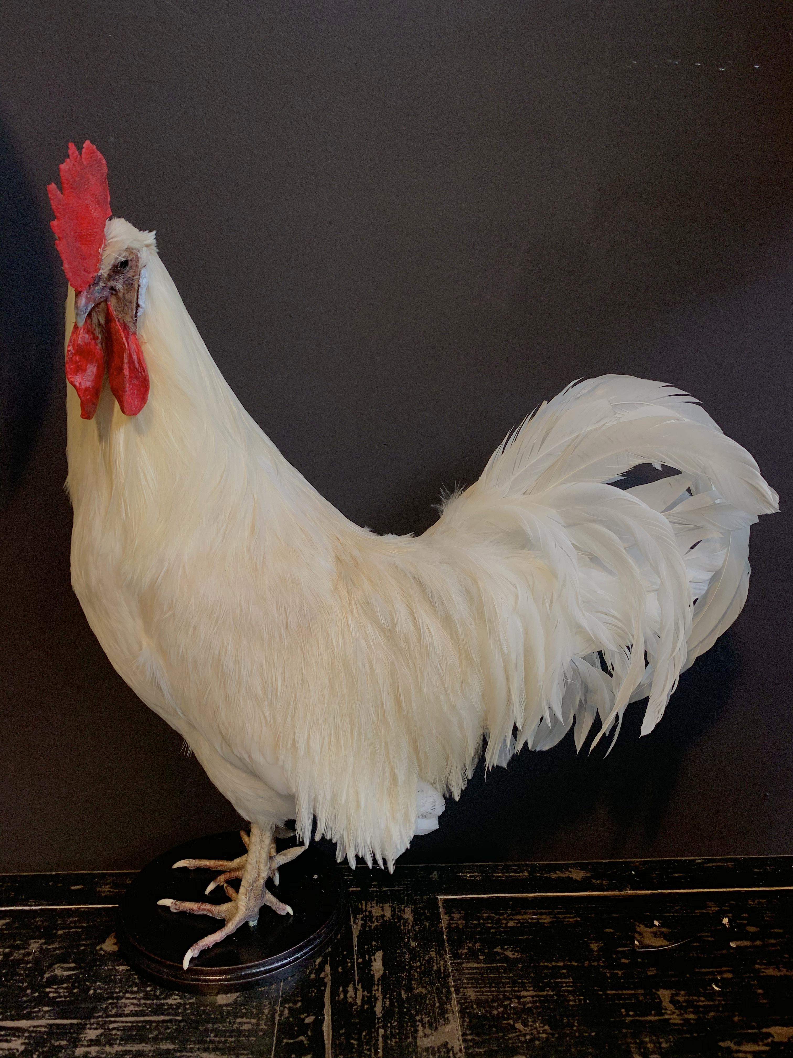 Beautiful Stylish Taxidermy White Rooster 3