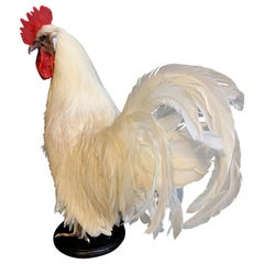 Beautiful Stylish Taxidermy White Rooster
