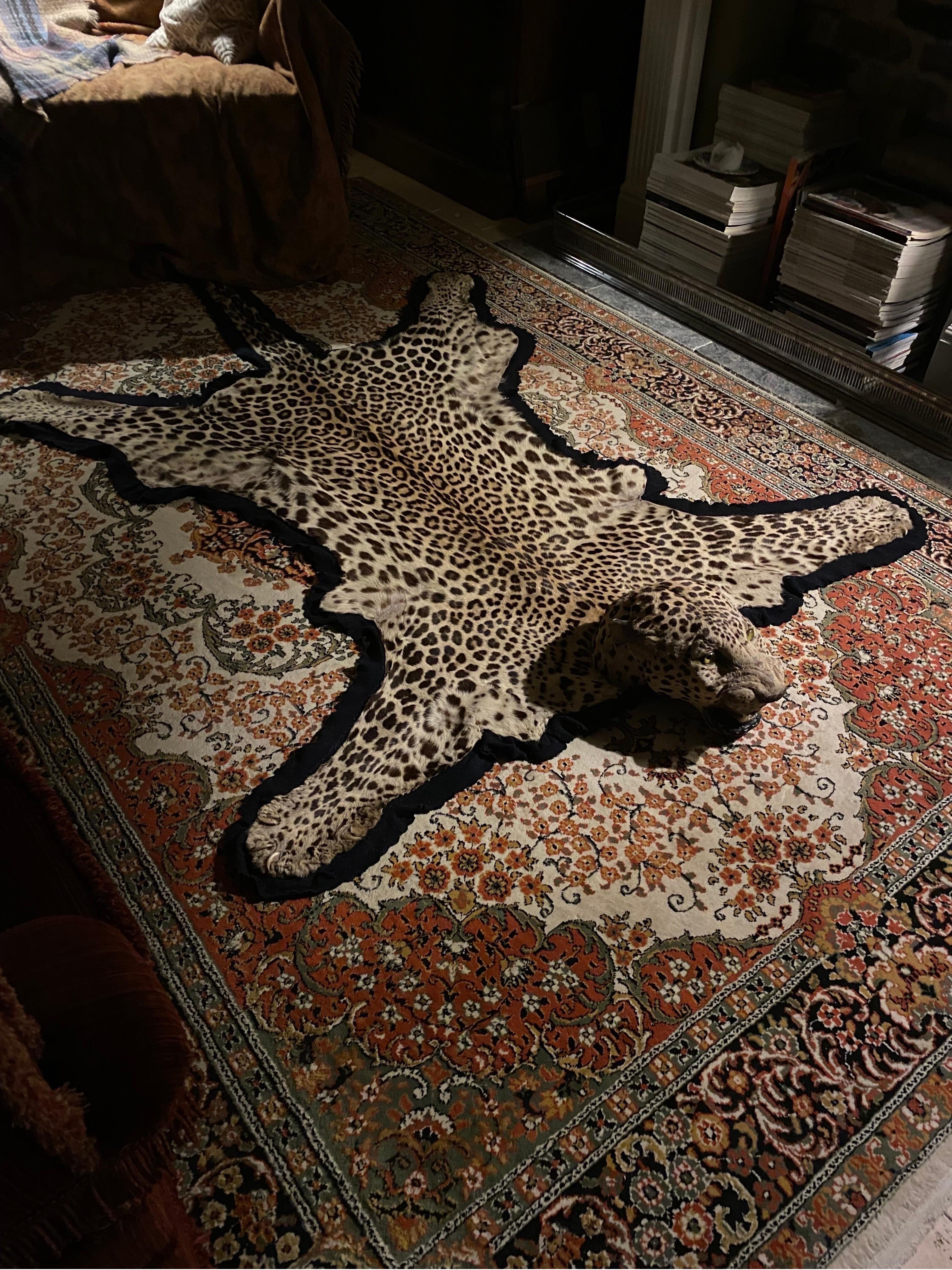 A wonderful example of an Edwardian leopard skin taxidermy rug with full head by William Tocher. 

The skin is still very supple despite some small tears. The tail is in tact and unbroken. Some restoration to the lower mouth and some skin missing