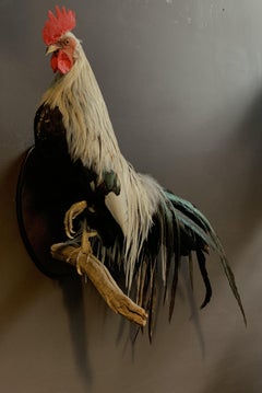 Beautiful Taxidermy Onagadorie Rooster