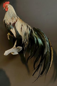 Bellissimo Gallo Onagadorie tassidermico