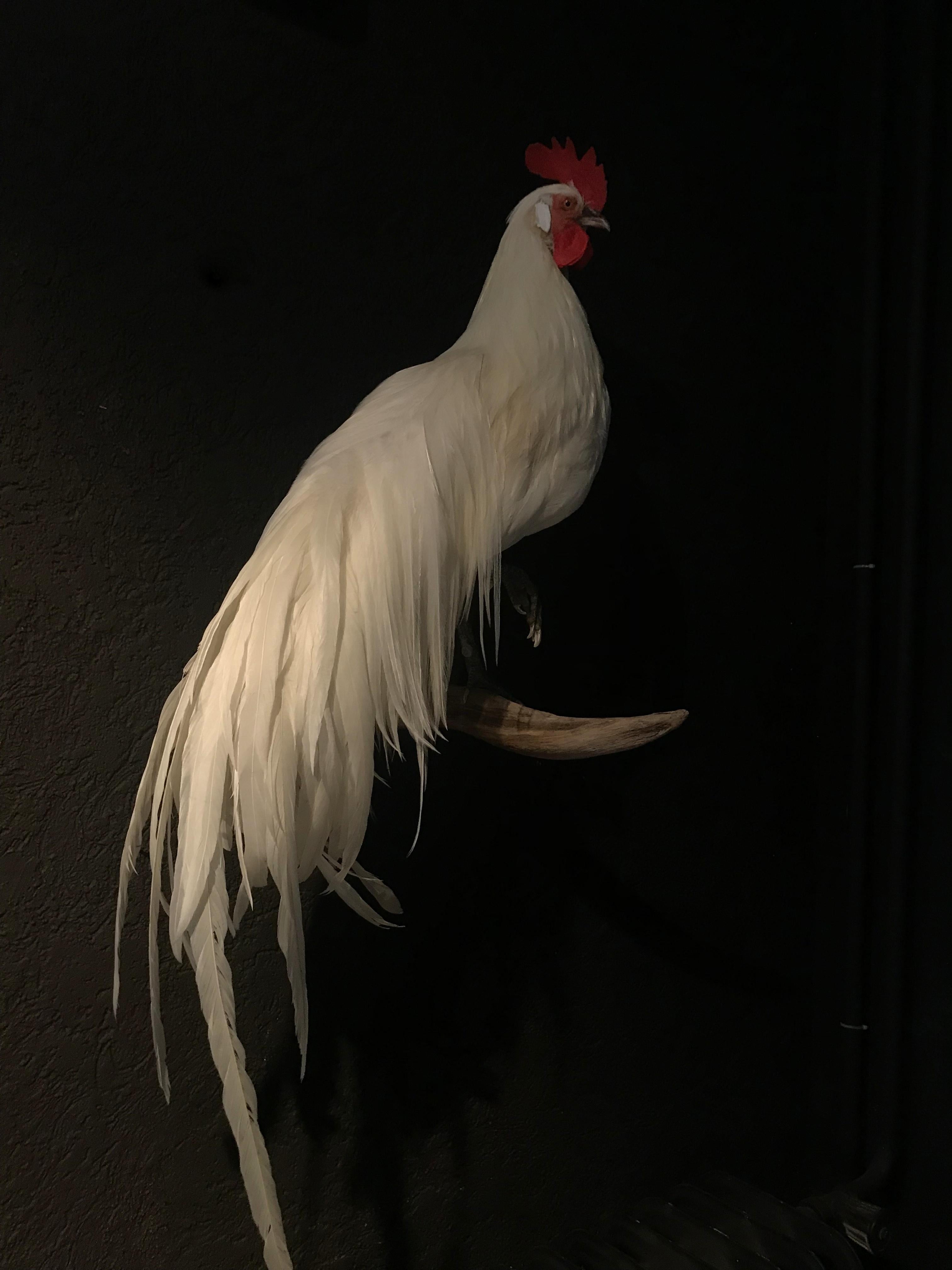 taxidermy rooster for sale