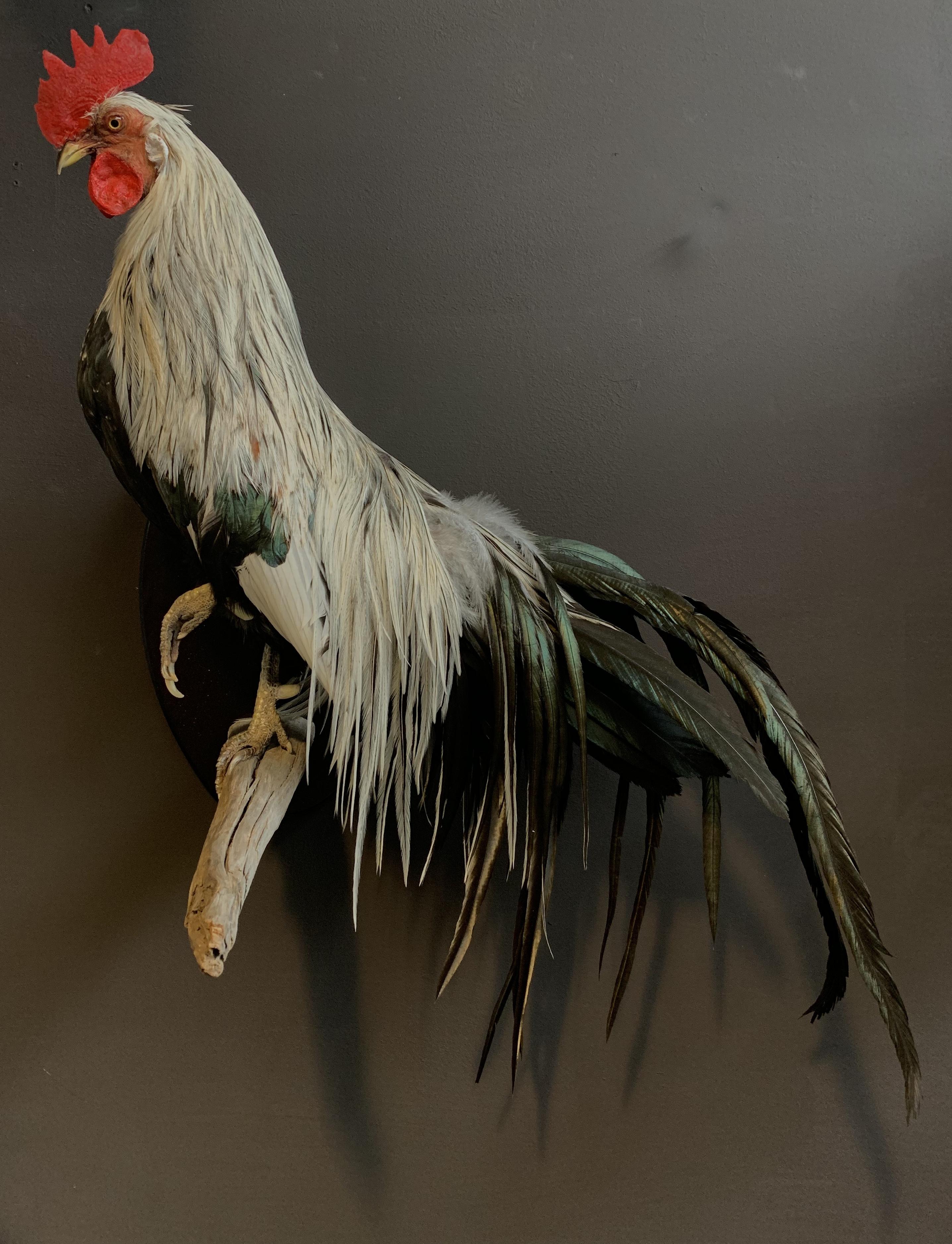 taxidermy rooster