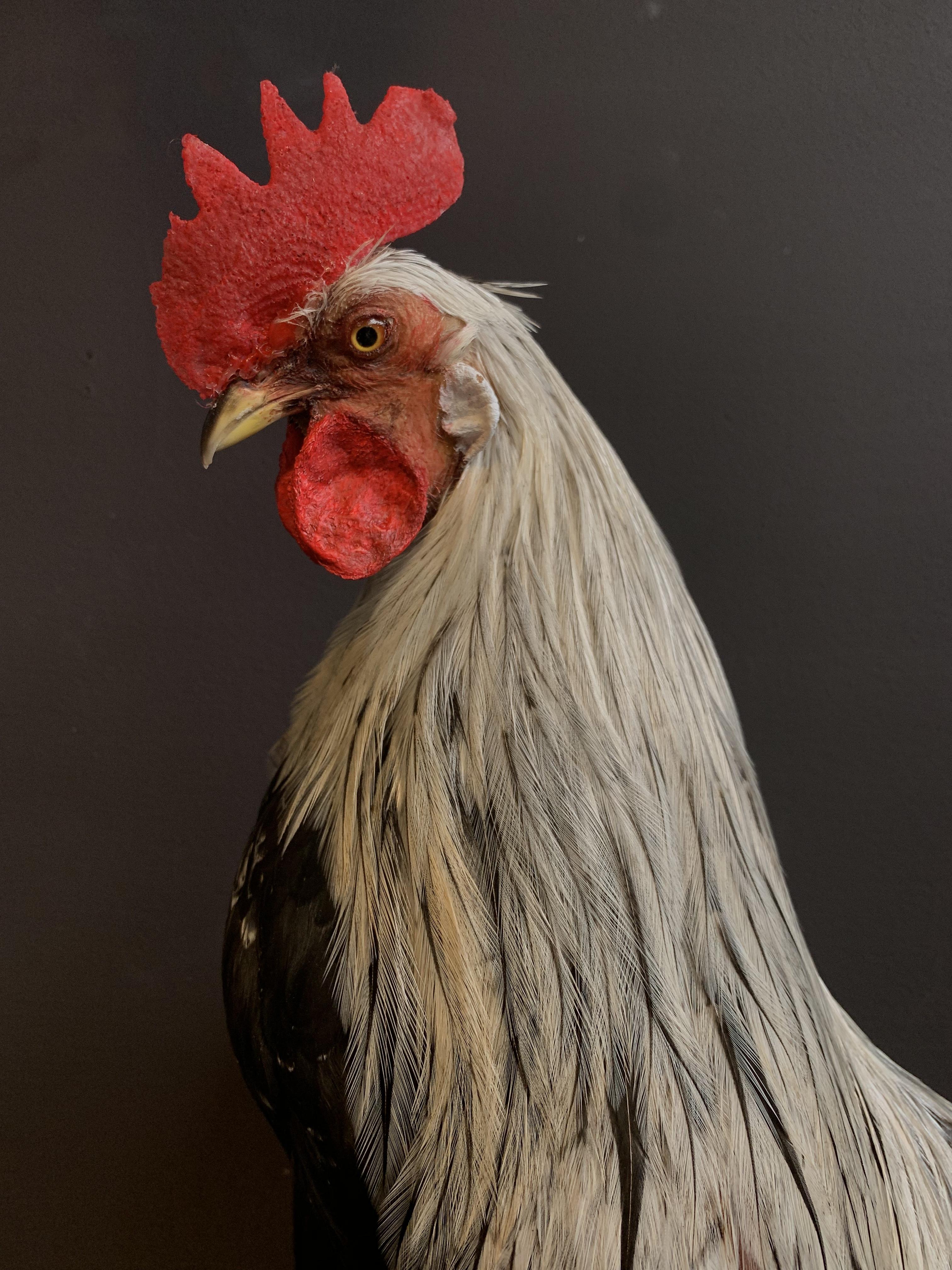 rooster taxidermy