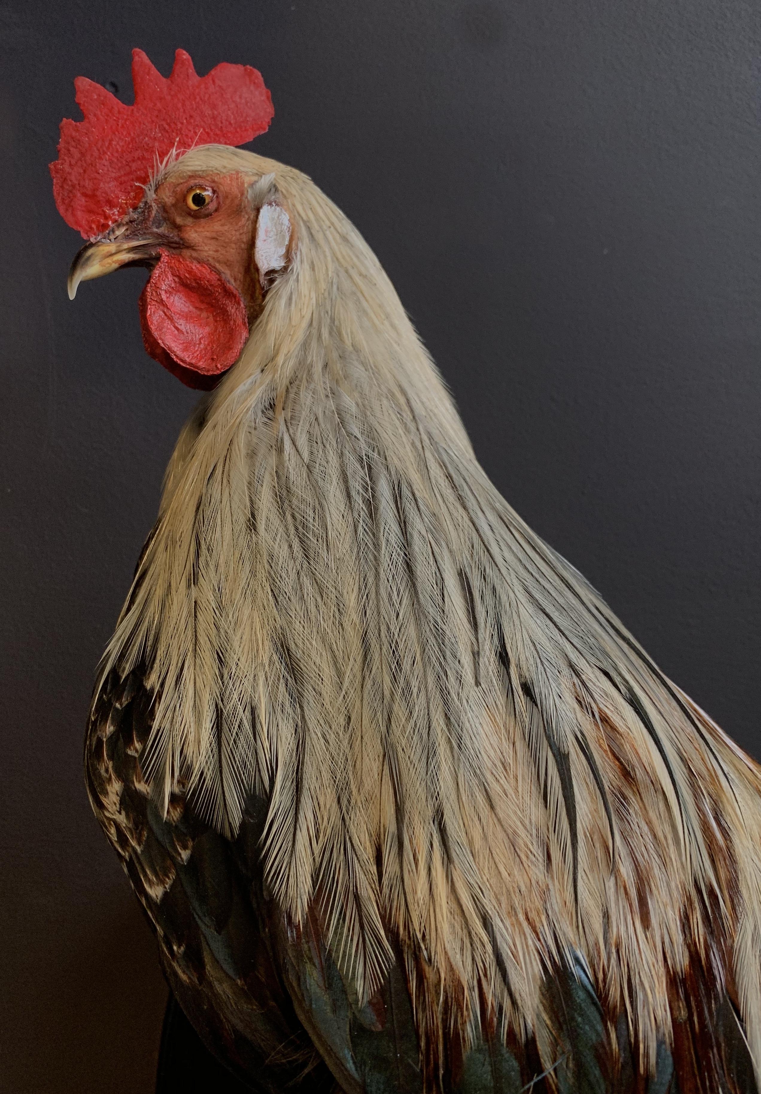 taxidermy rooster for sale