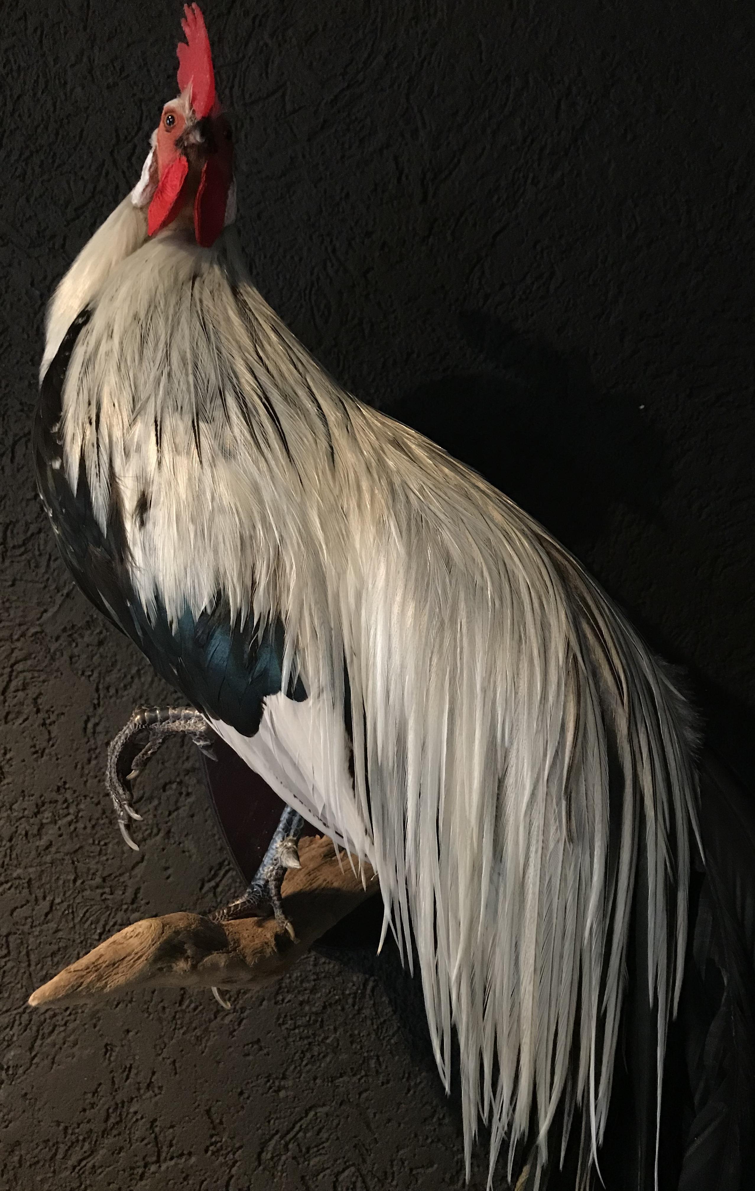 Beautiful Taxidermy Onagadorie Rooster 2