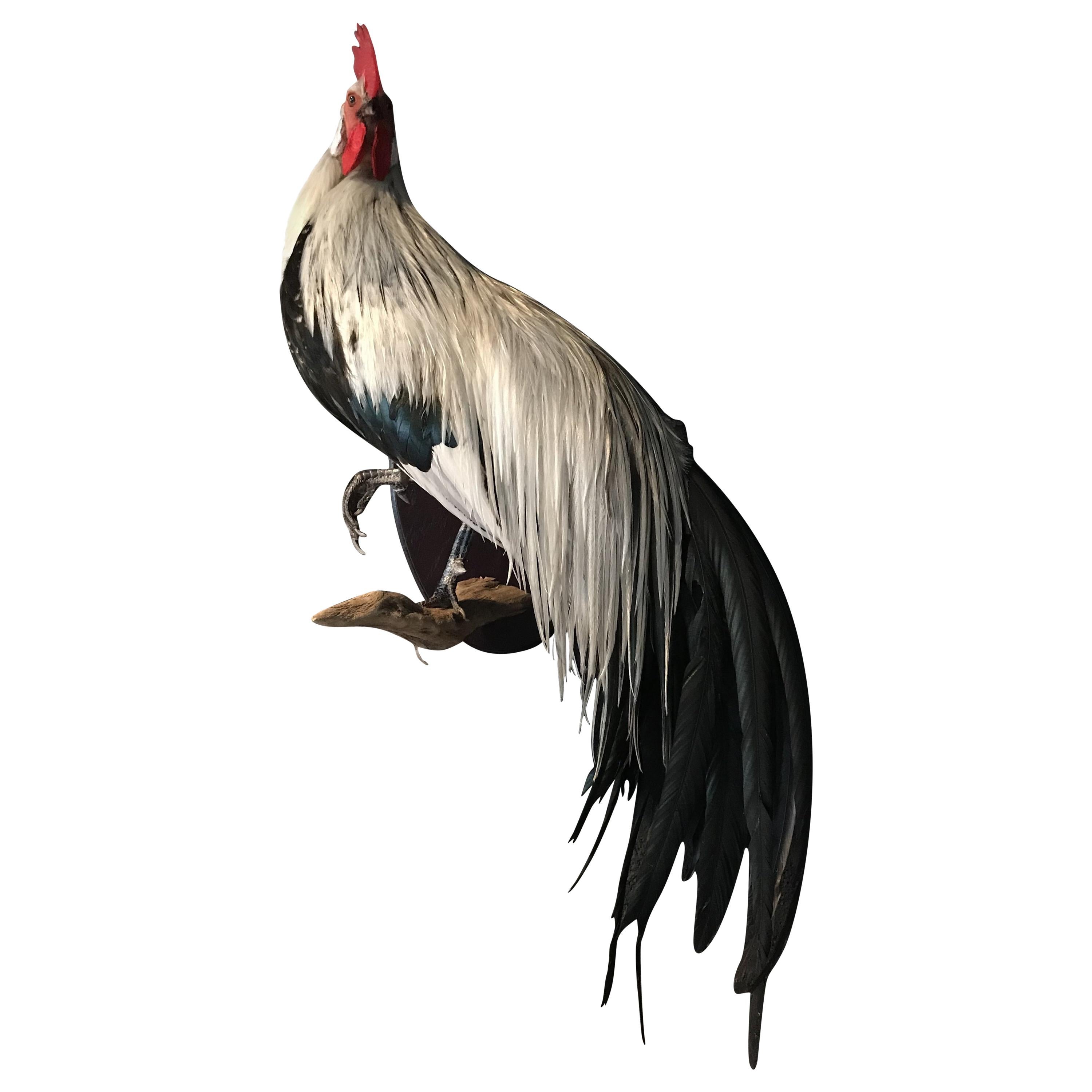 Beautiful Taxidermy Onagadorie Rooster