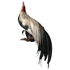 Beautiful Taxidermy Onagadorie Rooster