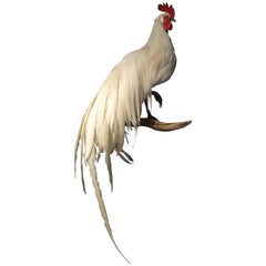 Beautiful Taxidermy Onagadorie Rooster