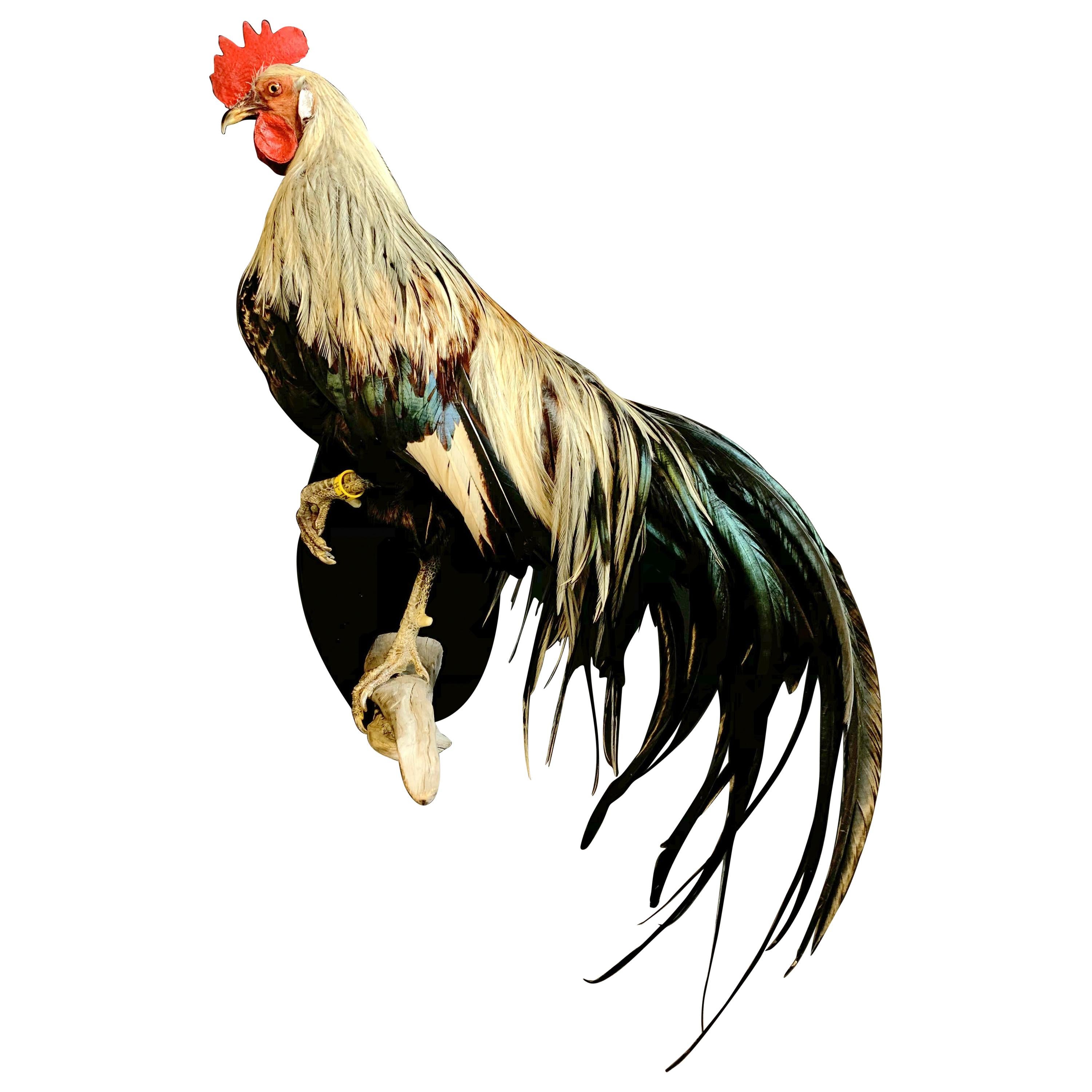 Beautiful Taxidermy Onagadorie Rooster For Sale