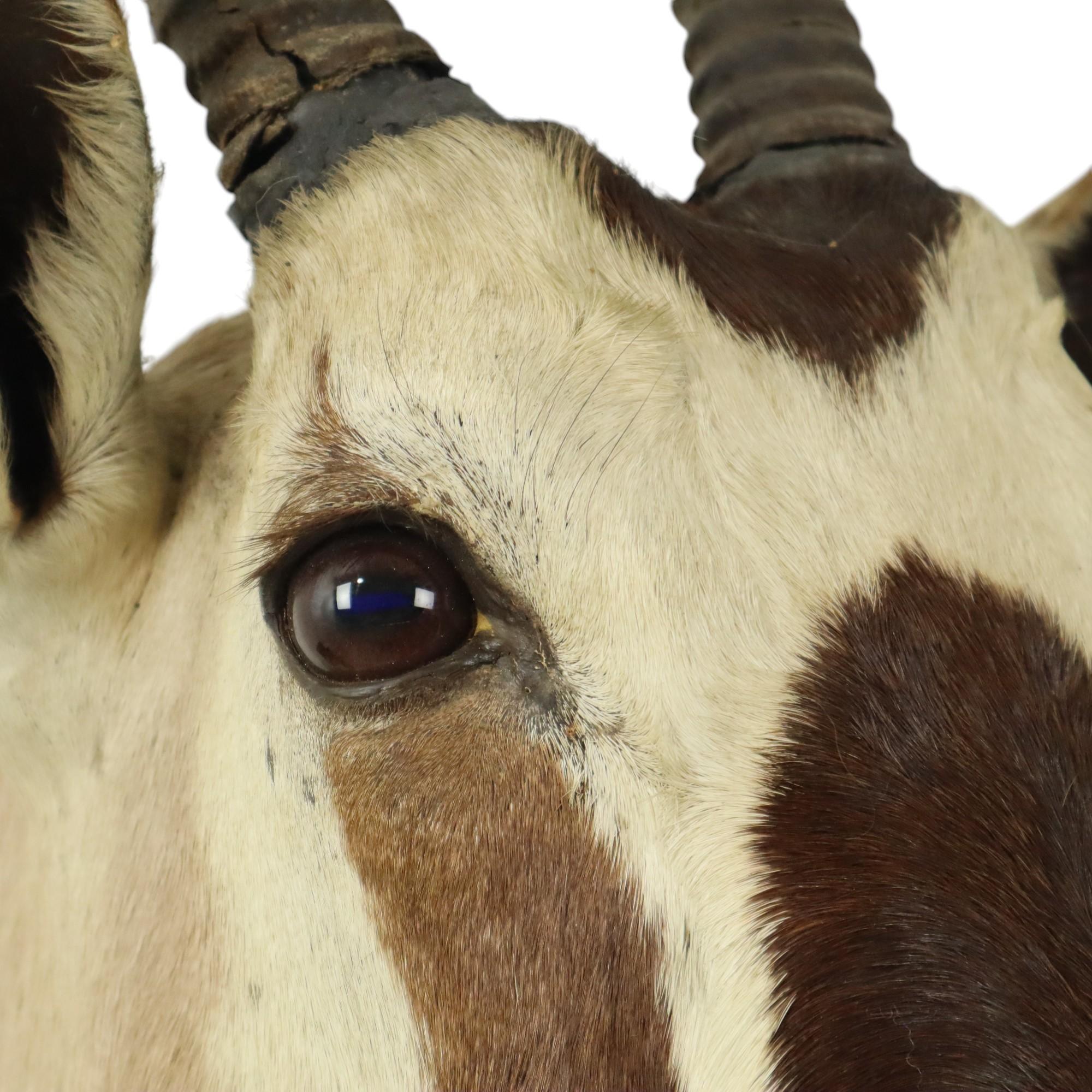 Magnifique taxidermie ancienne Antelope Gemsbok montée en vente 4