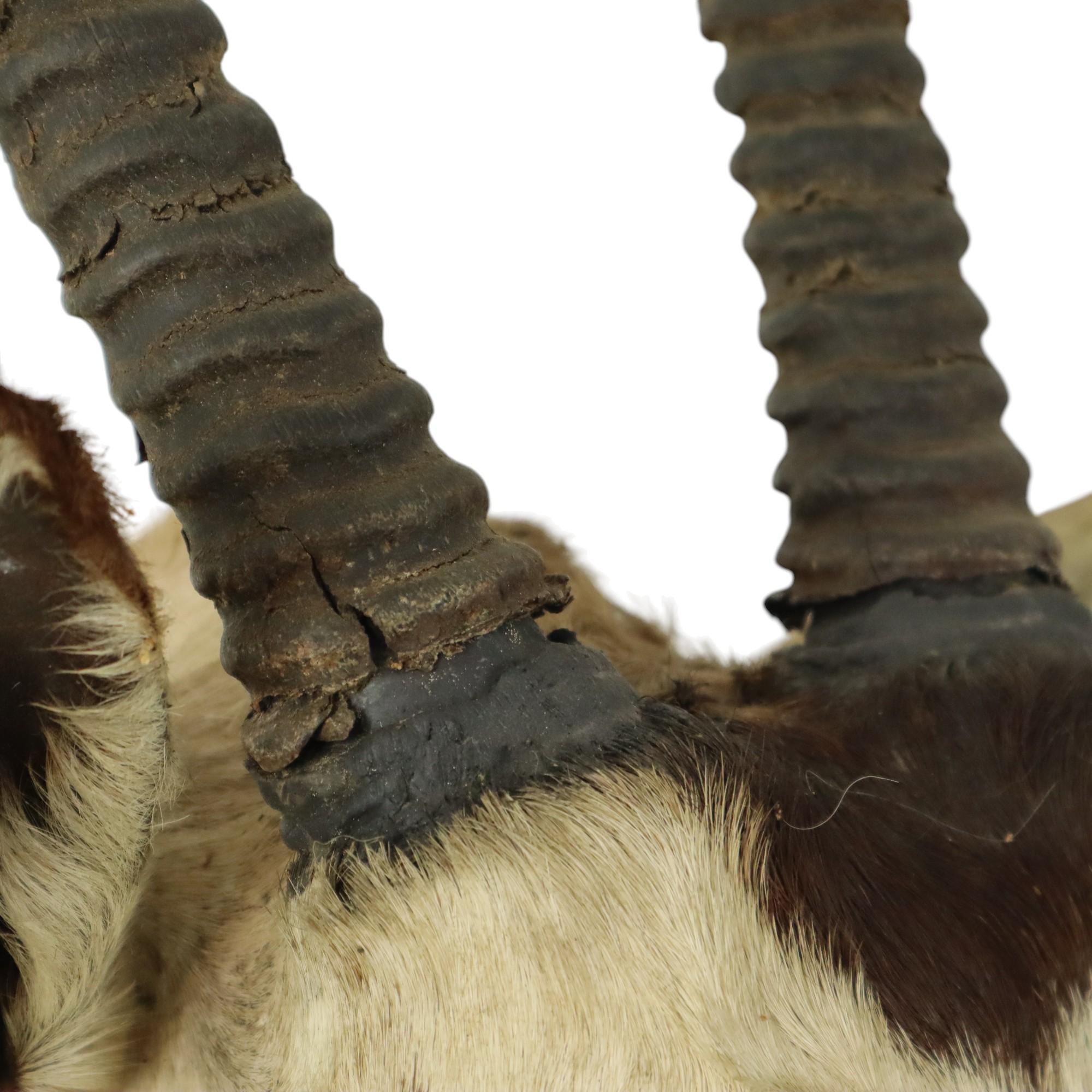 Magnifique taxidermie ancienne Antelope Gemsbok montée en vente 5