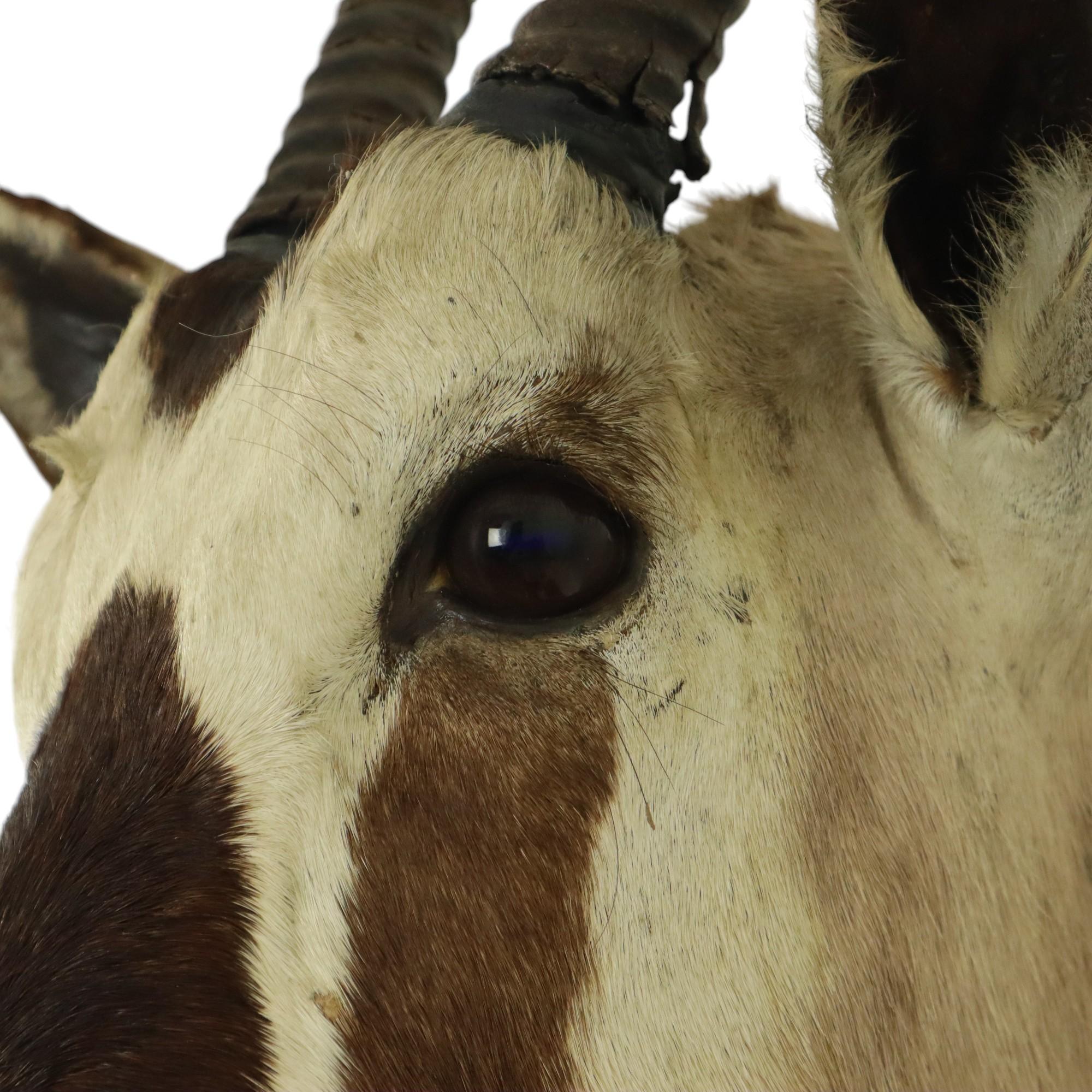 Magnifique taxidermie ancienne Antelope Gemsbok montée en vente 7
