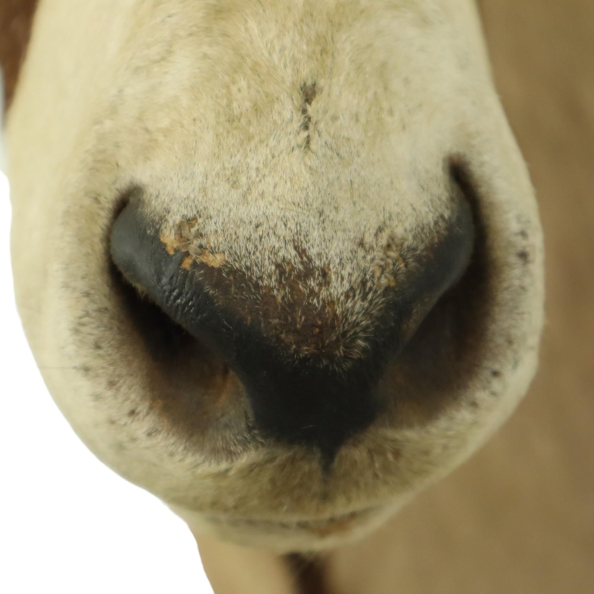 Magnifique taxidermie ancienne Antelope Gemsbok montée en vente 8