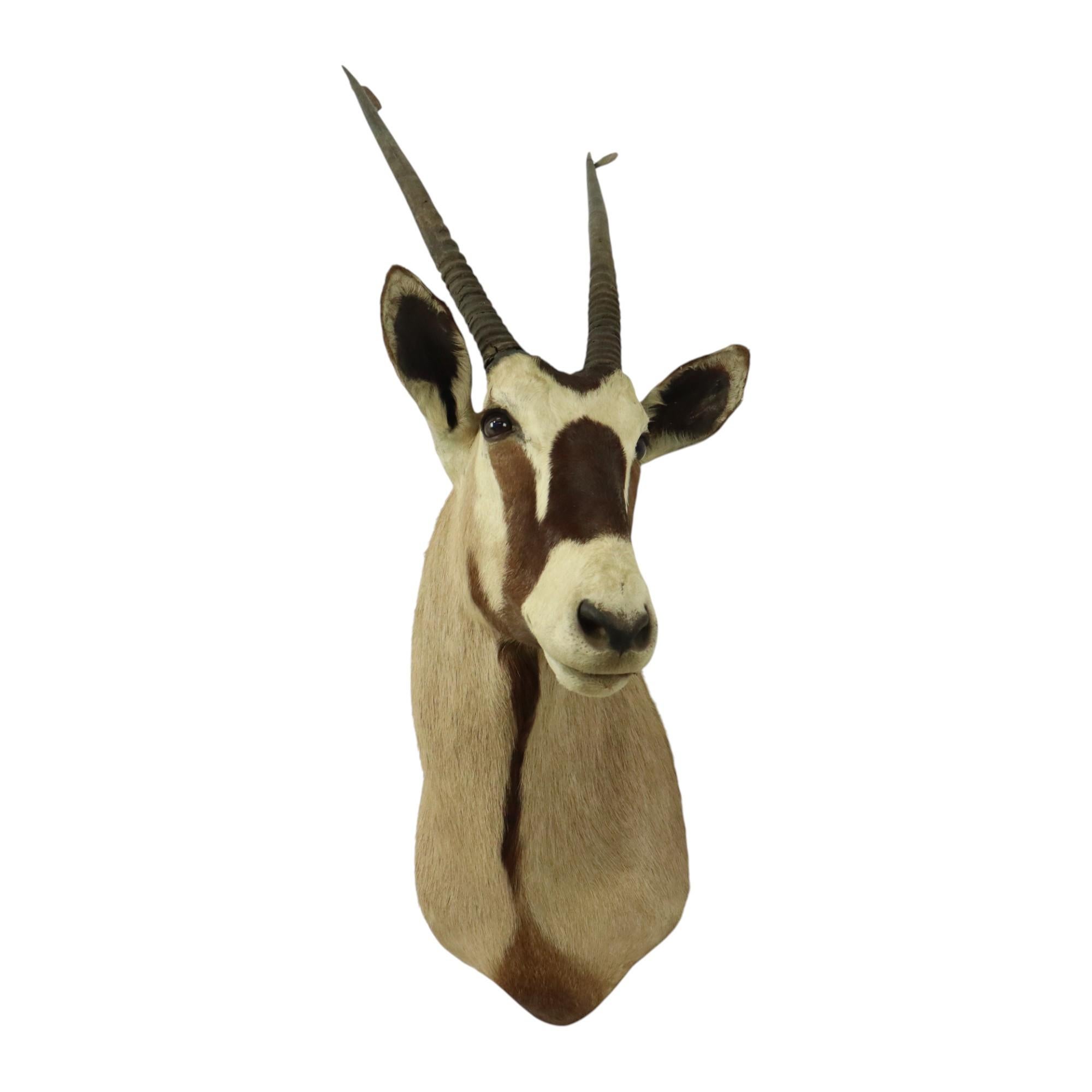 Magnifique taxidermie ancienne Antelope Gemsbok montée en vente 9
