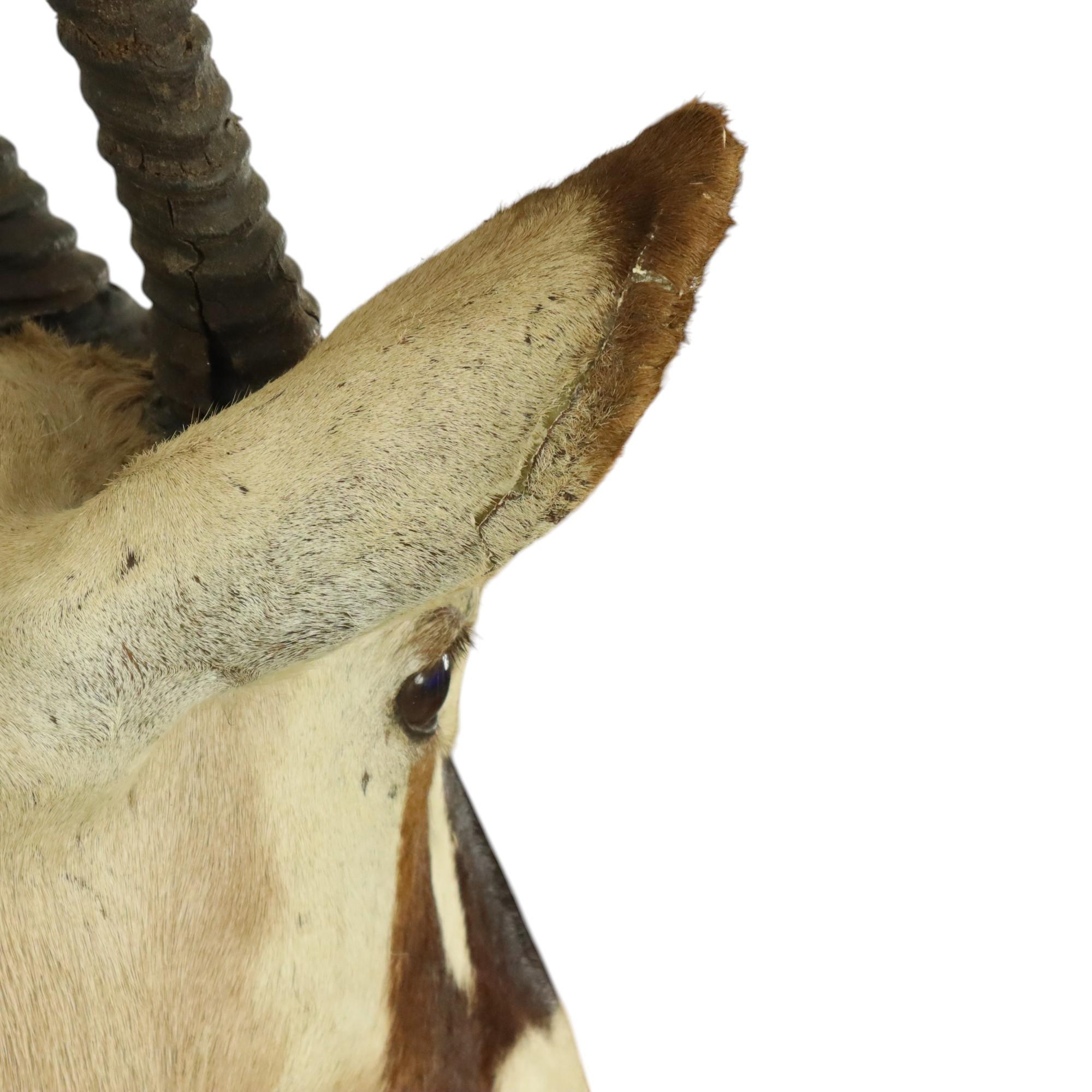 Magnifique taxidermie ancienne Antelope Gemsbok montée en vente 10