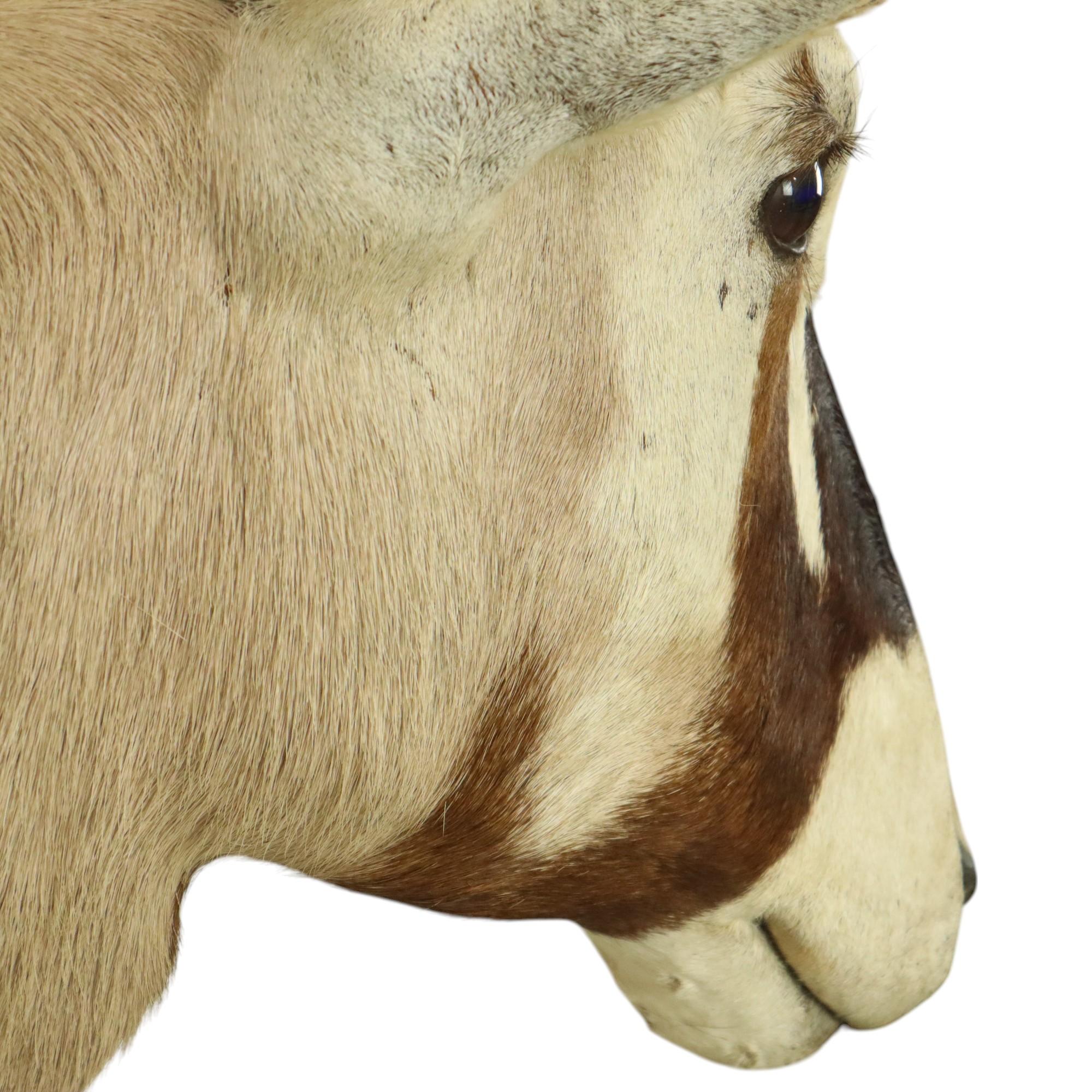 Magnifique taxidermie ancienne Antelope Gemsbok montée en vente 11
